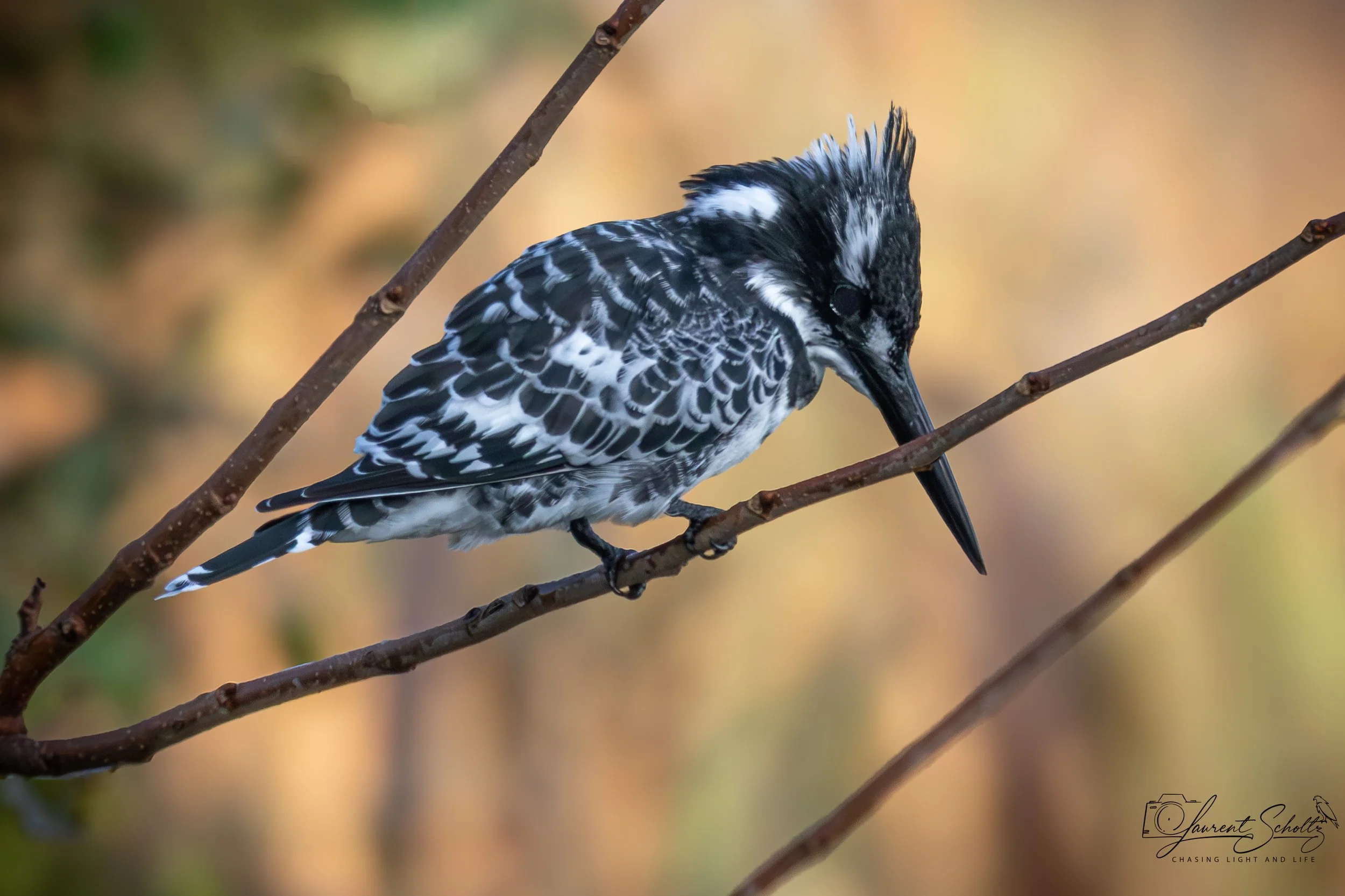 A pied kingfisher  perched on a thin tree branch, with a blurred warm-colored background.