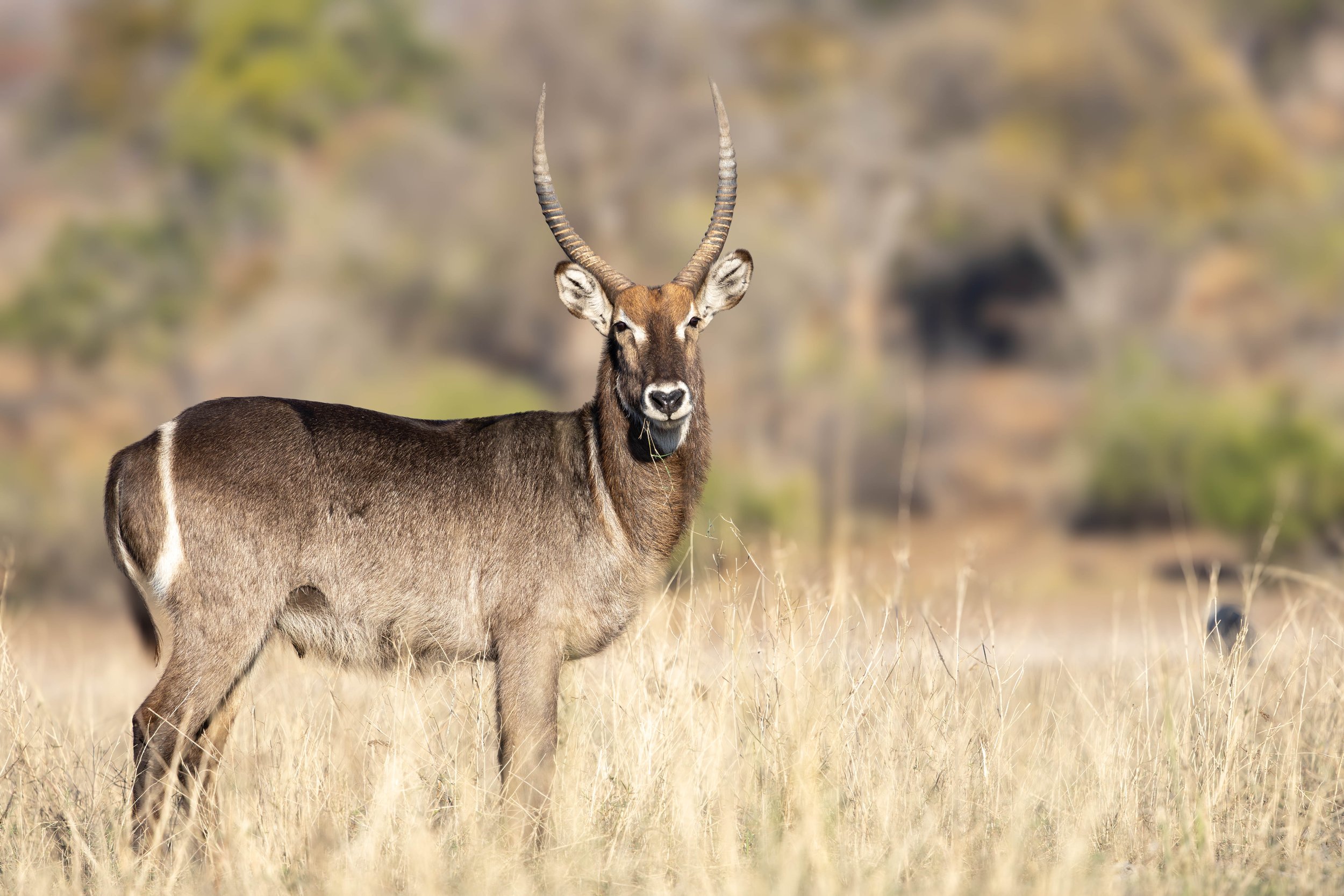 A male water buck antelope with long, twisted horns standing in a grassy plain with a blurred background of trees and bushes.
