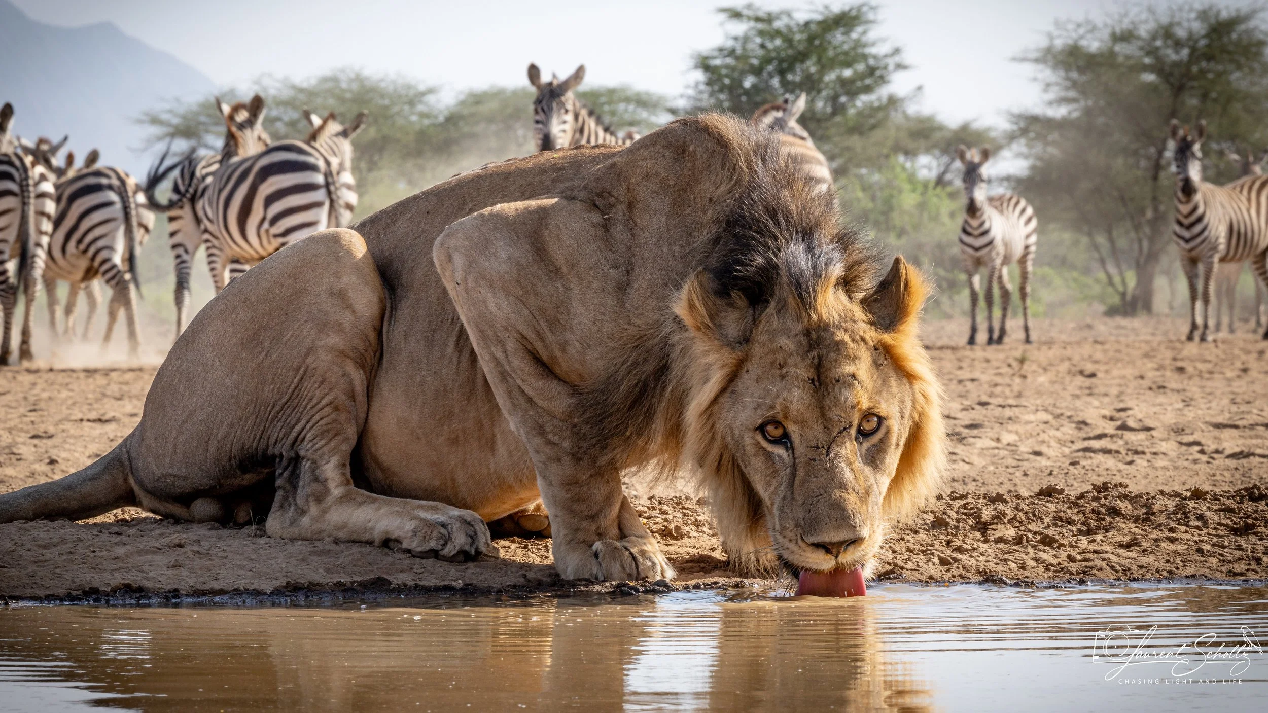 A lion drinking water from a river in a savannah with zebras in the background.