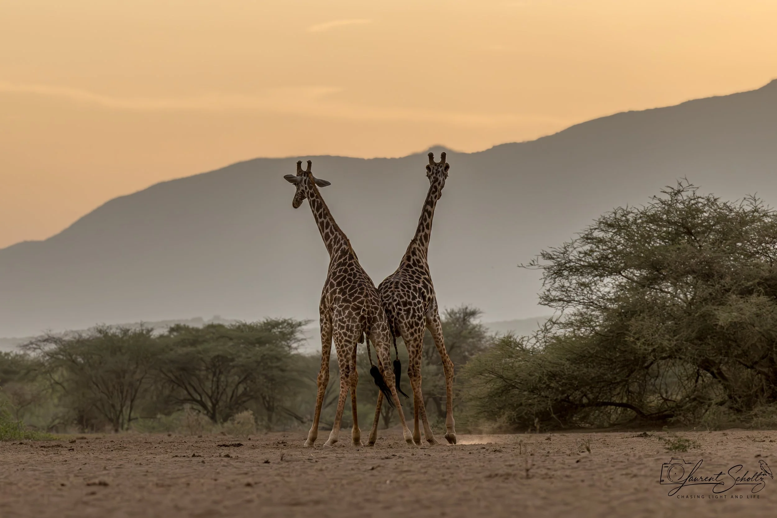 Two giraffes standing close together in a savannah landscape during sunset, with trees and distant hills in the background.
