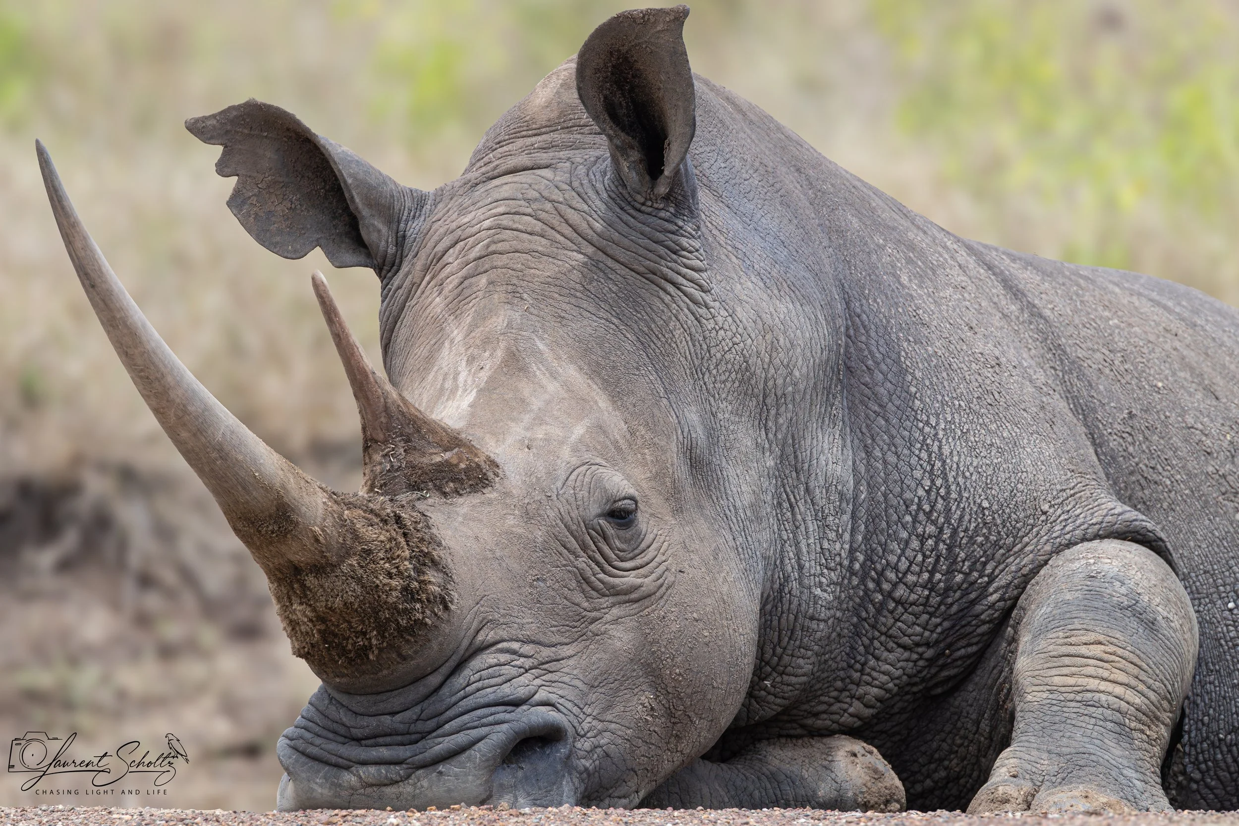 A young rhino lying on the ground in a natural habitat with a blurred background of trees and foliage.