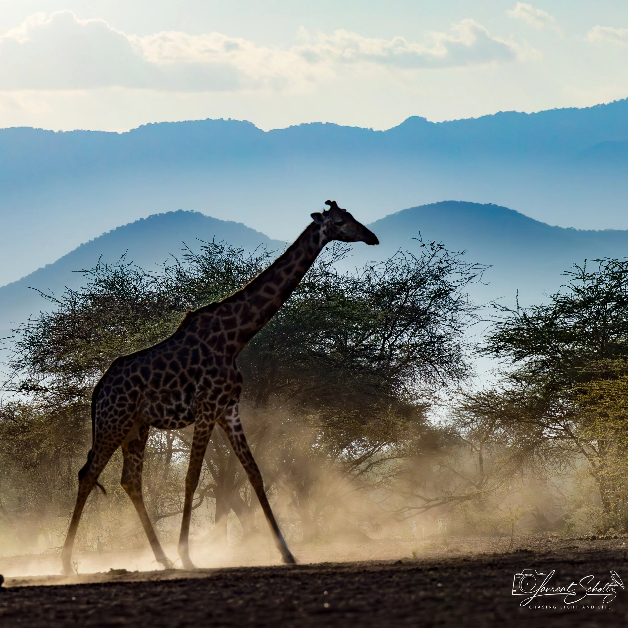 A giraffe walking through a savannah landscape with trees and distant mountains in the background, sunlight filtering through.