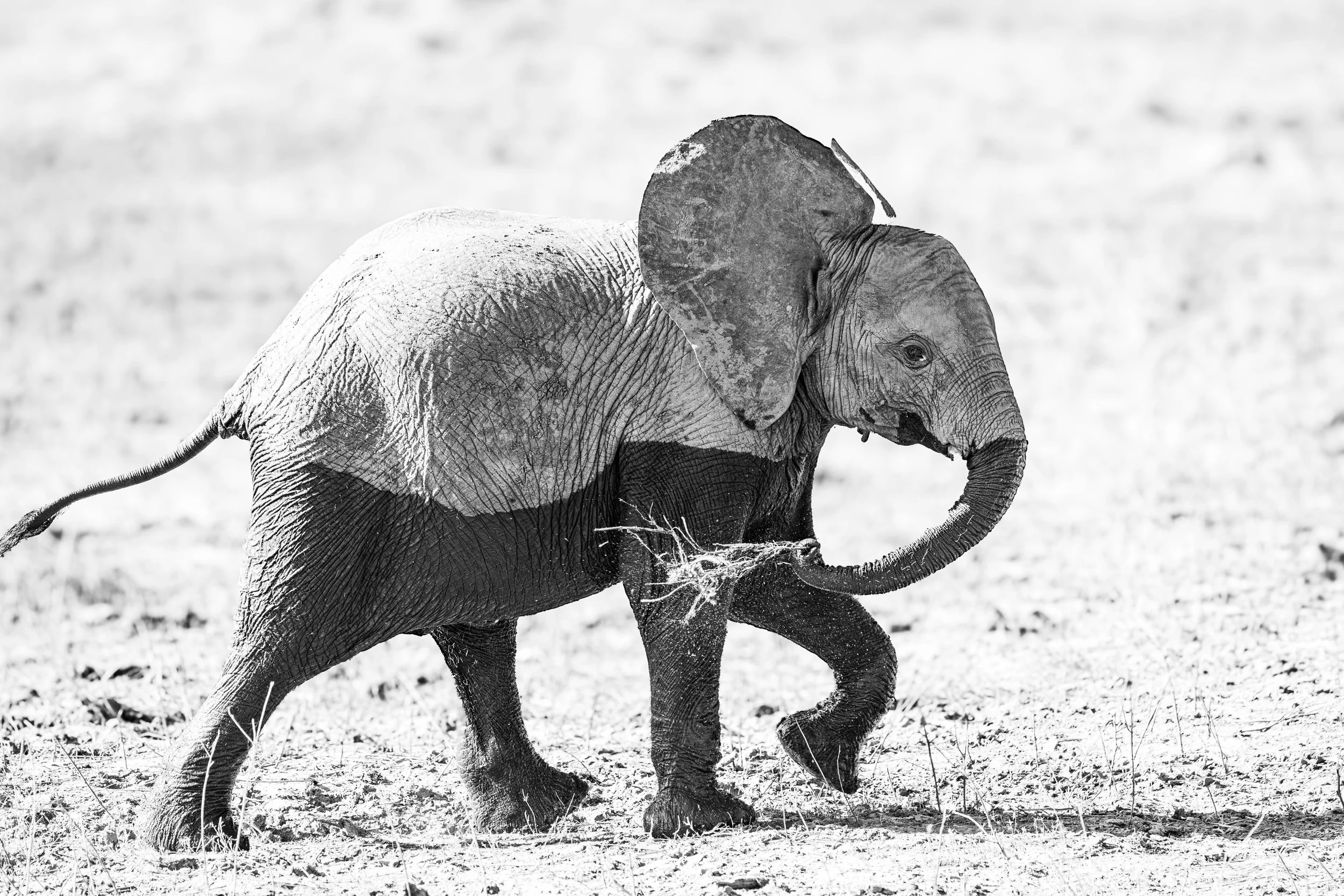 A young elephant walking through a dry, grassy landscape.