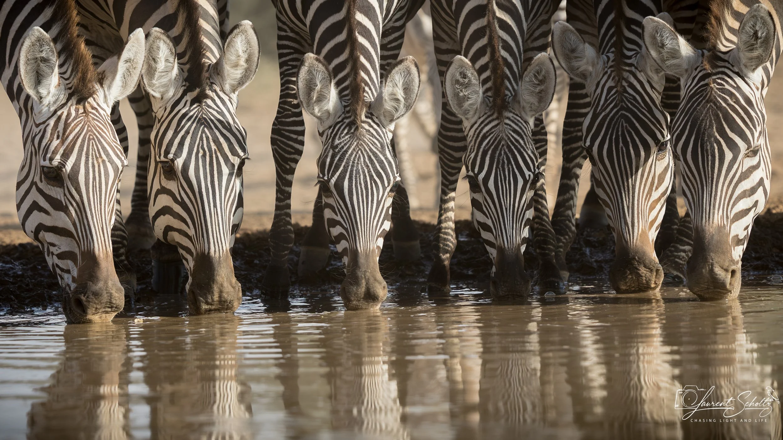 Seven zebras drinking water at a waterhole, facing forward with distinctive black and white stripes, in a natural setting.