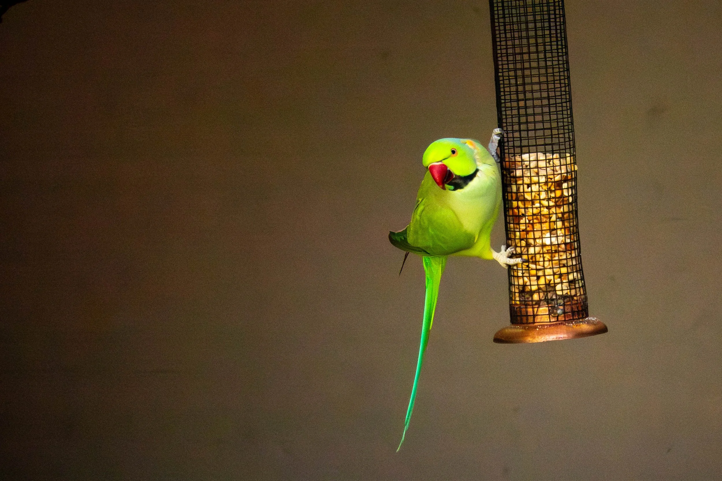 A green rose ringed parakeet perching on a bird feeder filled with seeds against a dark background.
