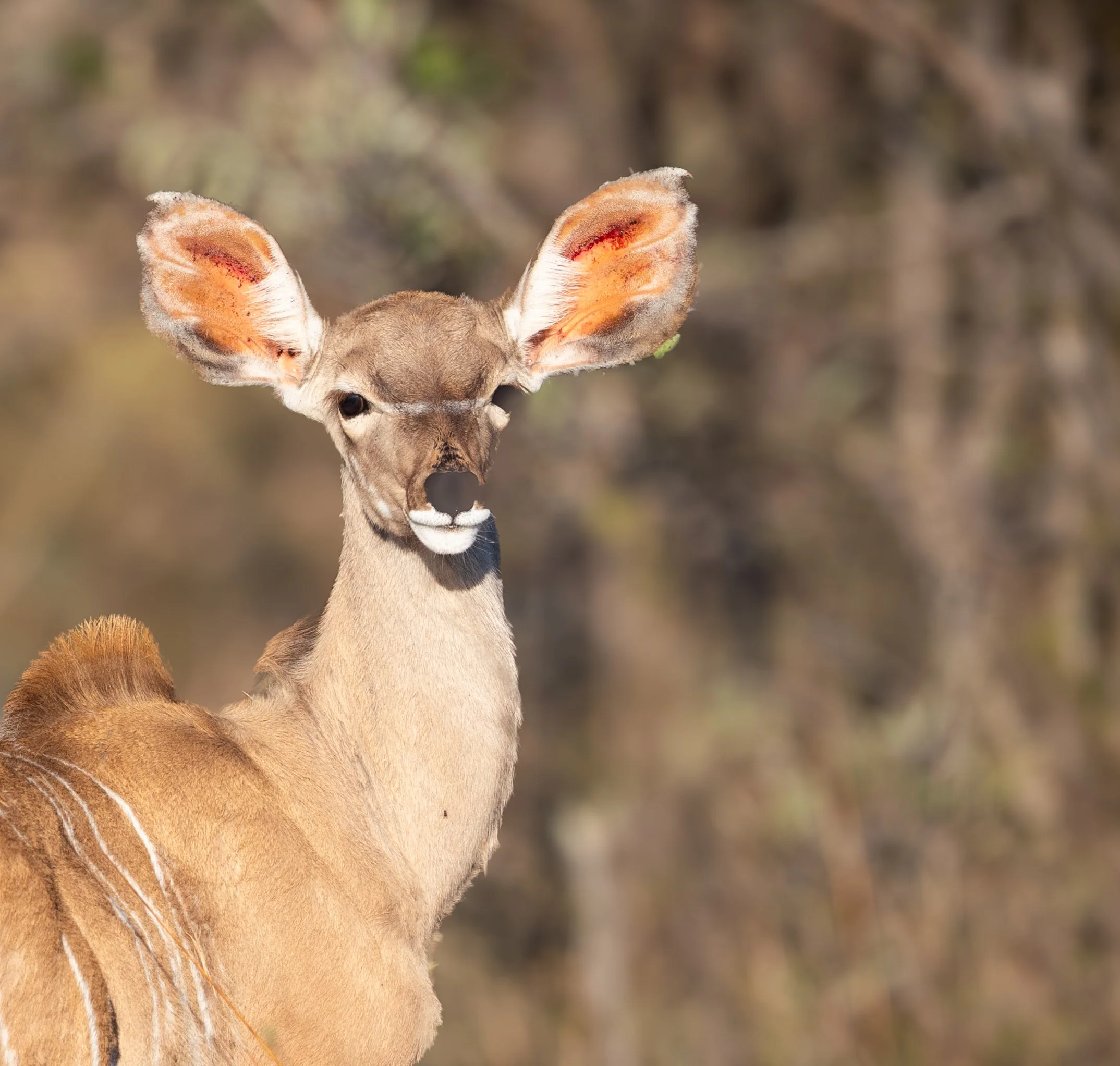 Close-up of a young kudu's head and long neck, showing its large ears and white patches on its coat, in a natural outdoor setting.