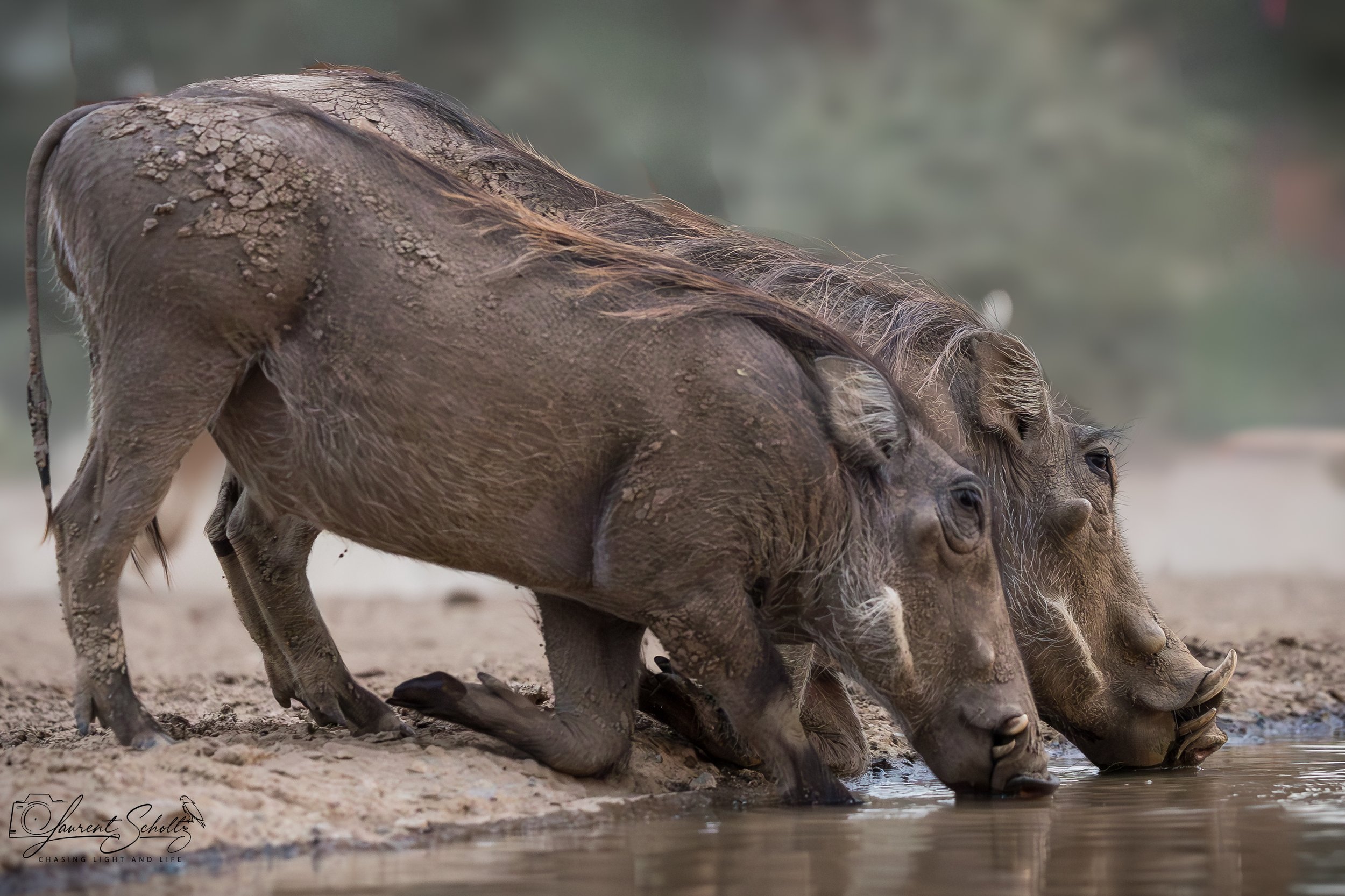 Several warthog  drinking water from a waterhole in a dry landscape.