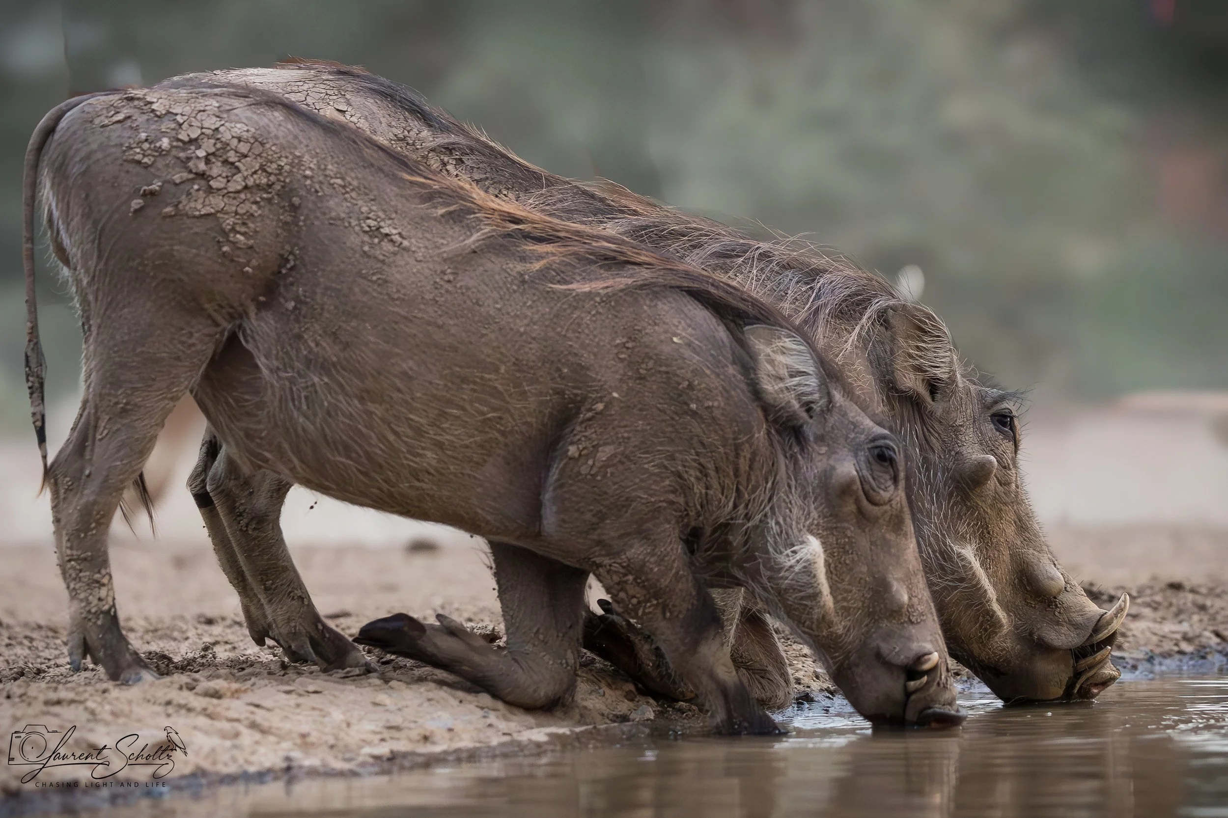 Two young warthogs drinking water at a shallow waterhole in a sandy area.