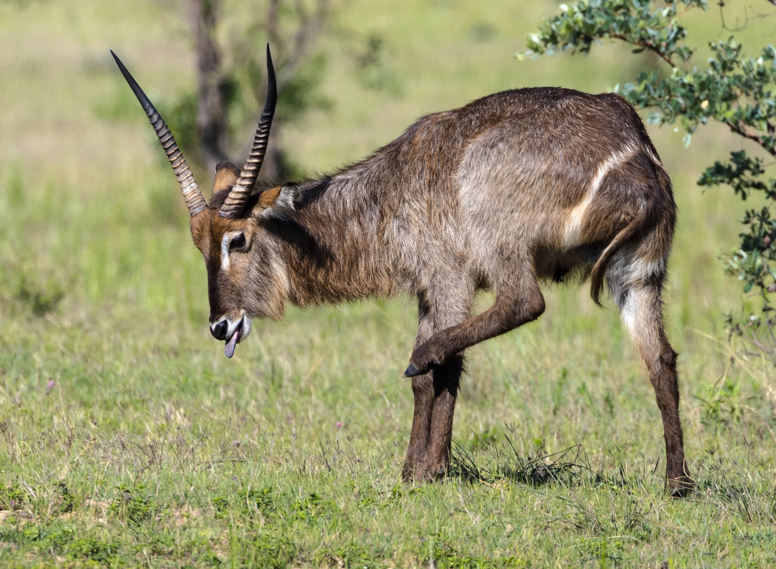 A water buck with spiral horns grazing in a grassy field near small bushes.
