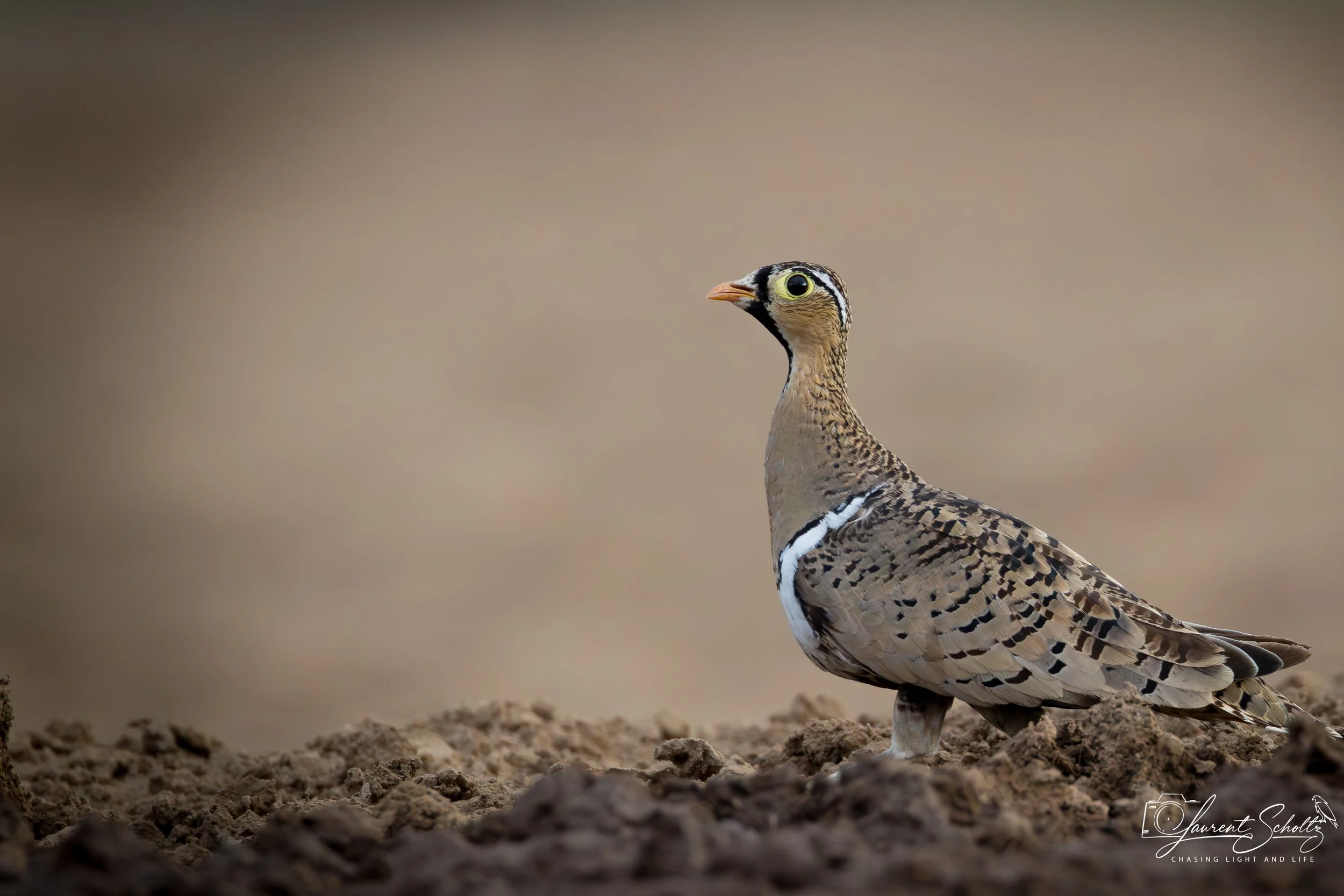 A close-up of a bird with a patterned brown and black body, yellow eyes, and a light brown beak, standing on dirt with a blurred beige background.