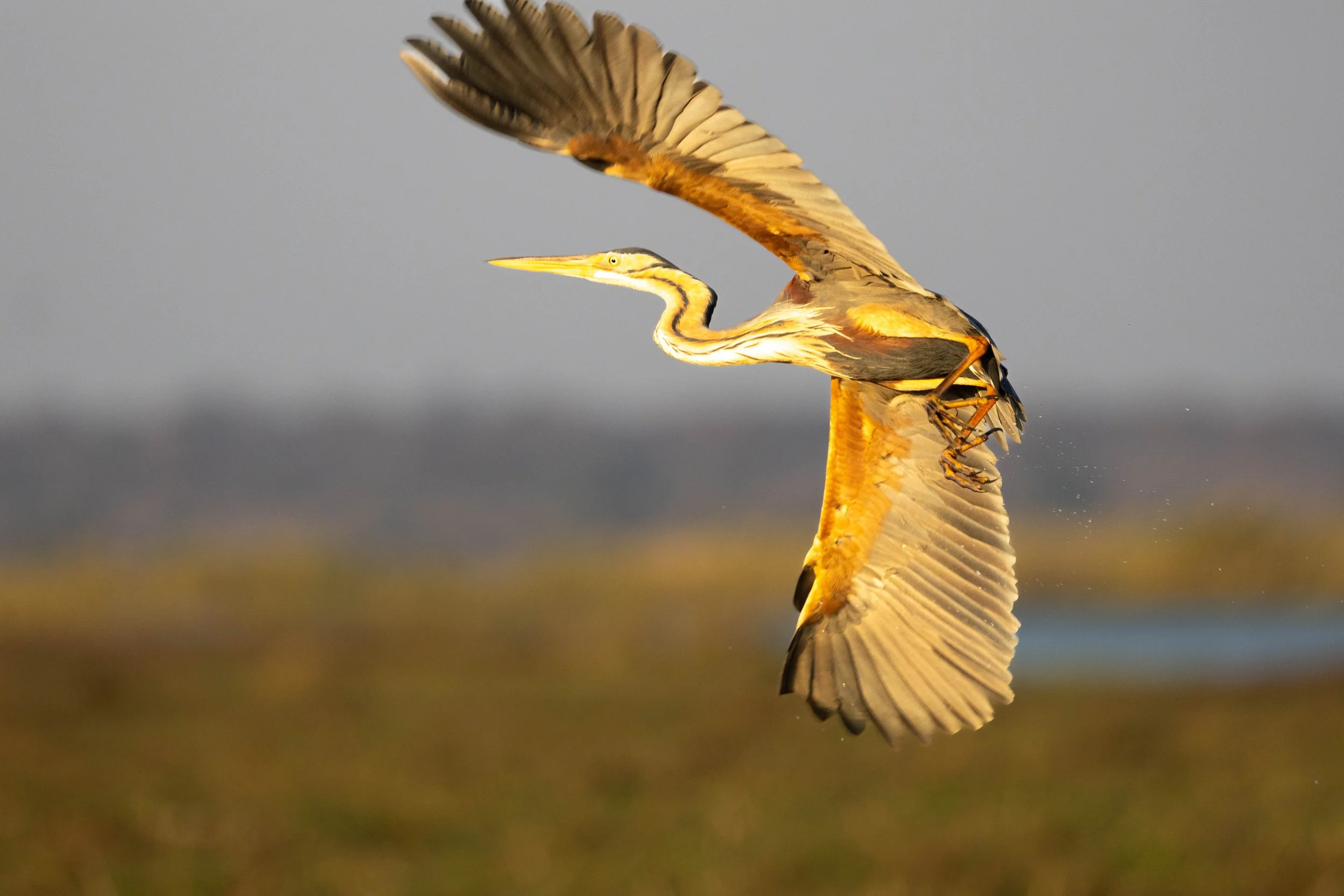 A purple heron with outstretched wings flying over water at sunset.