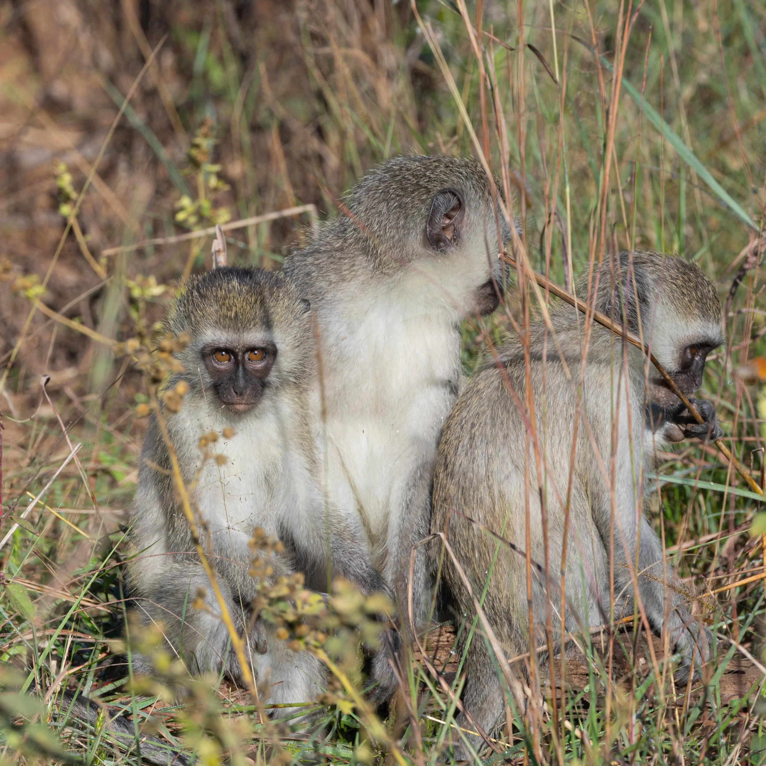 Close-up of a juvenile monkey hiding among the grass and plants on the ground.