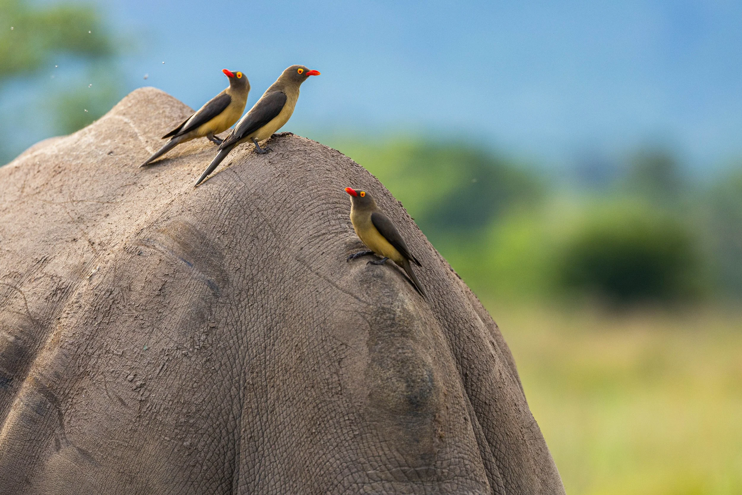 Three birds perched on an Rhino's trunk with a blurred green and blue background.