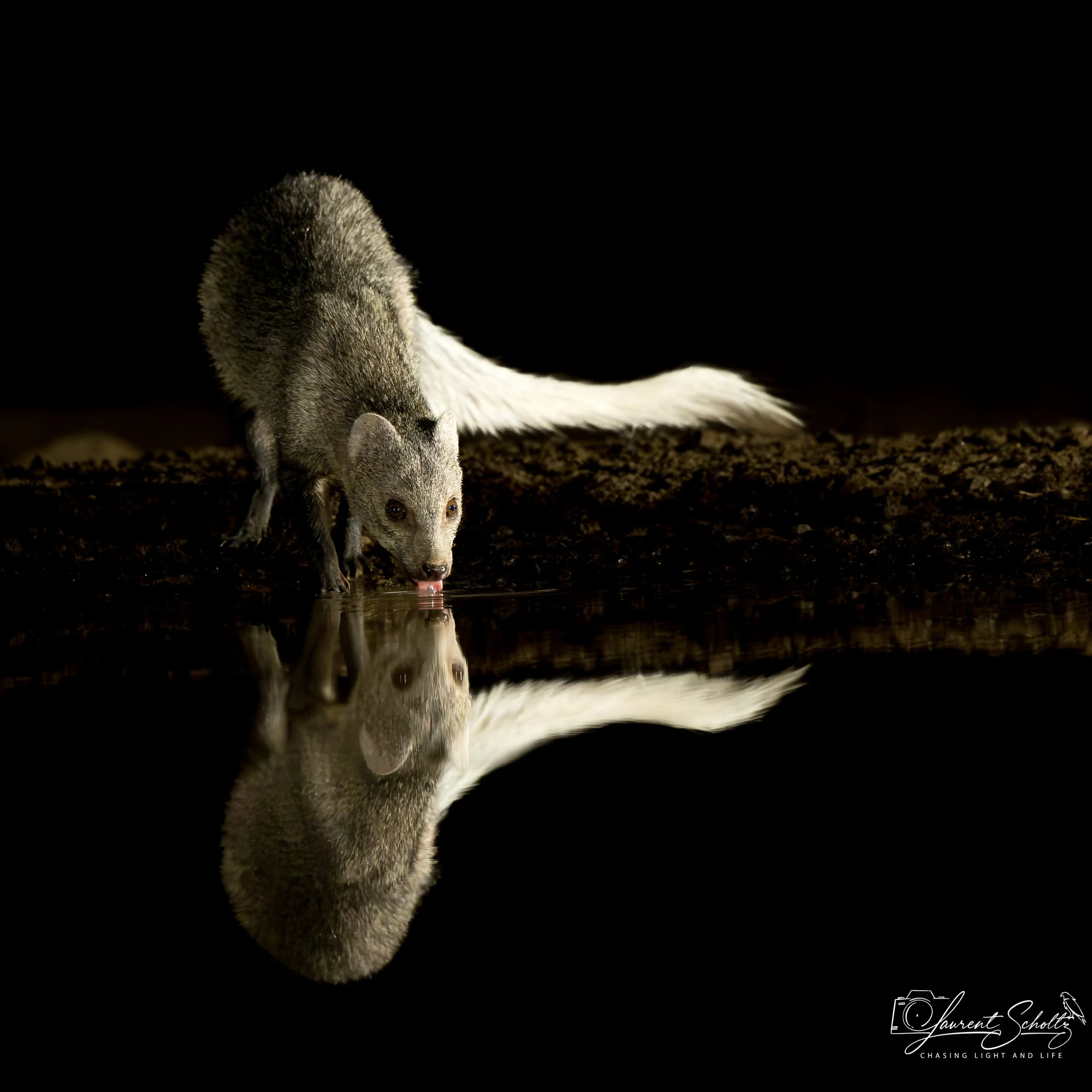 A close-up of white tailed mongoose with its head near the water, reflecting on the surface.