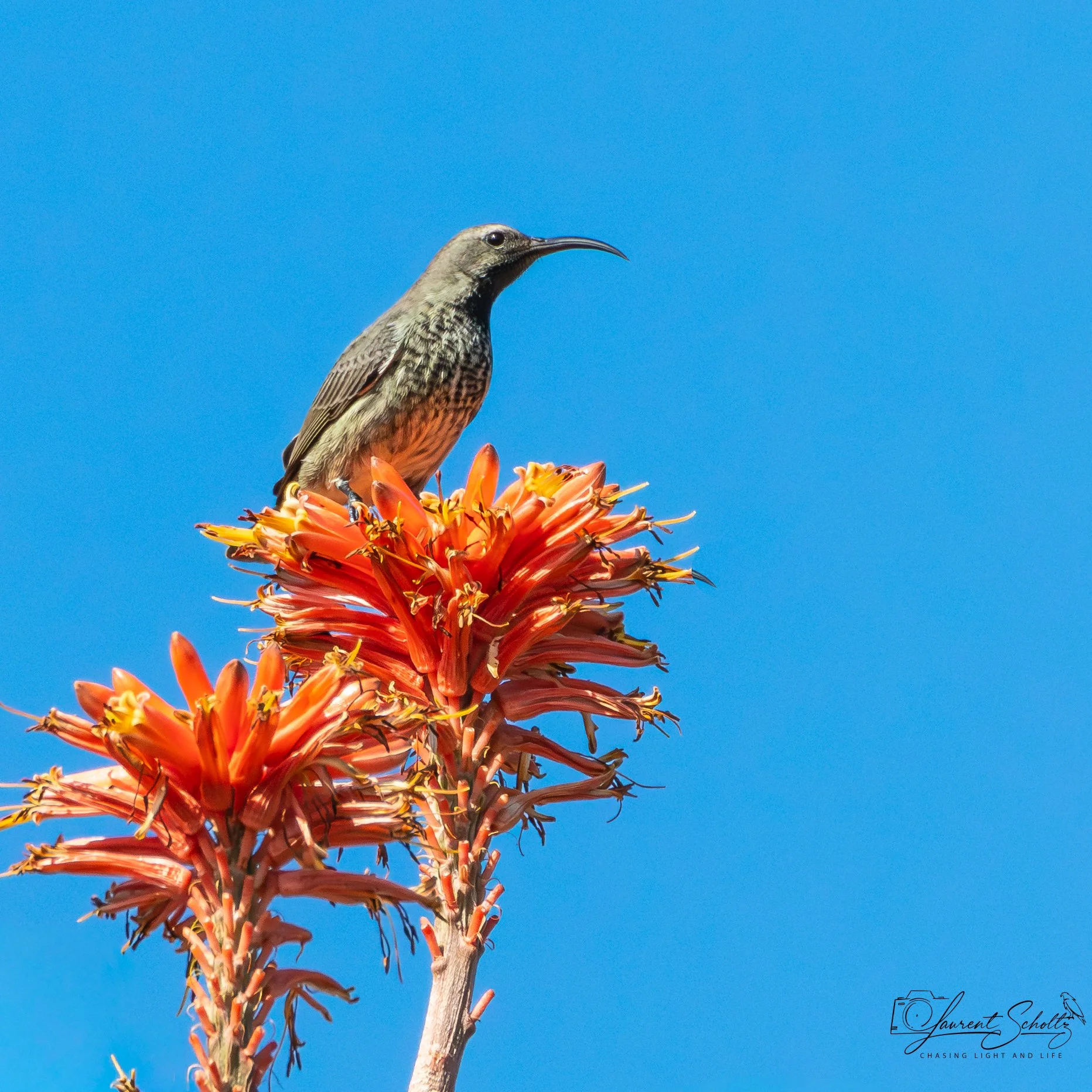 A anthracite sunbird on an orange flower against a clear blue sky.