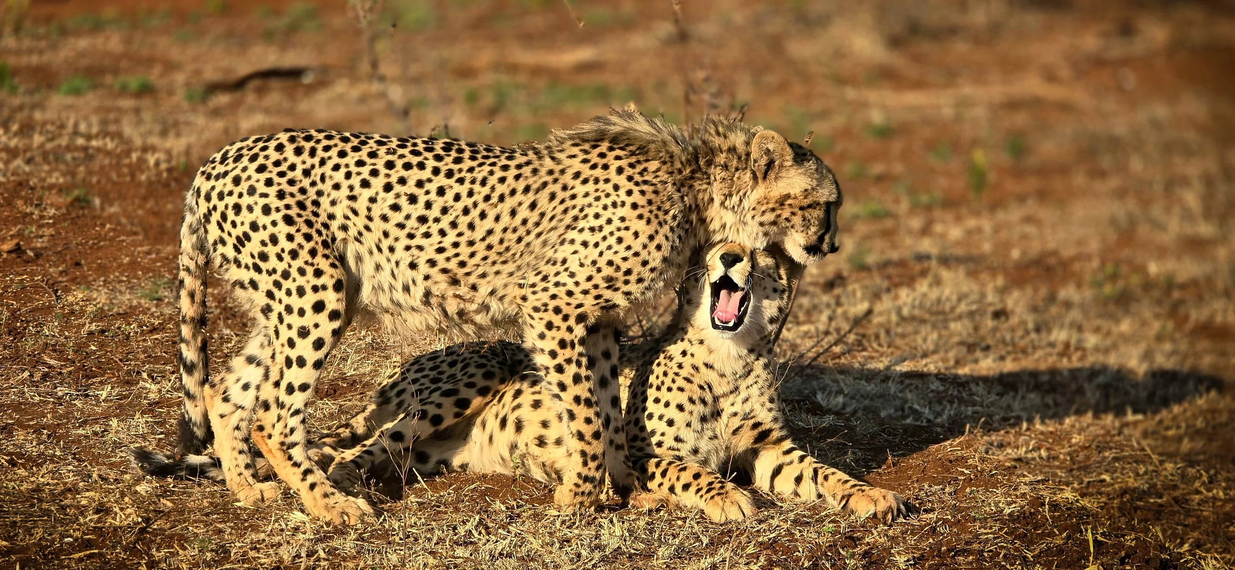 Two cheetahs, one adult and one cub, in a dry grassy area. The adult cheetah has its mouth open as if yawning or roaring. The cub is lying on the ground with its head raised.