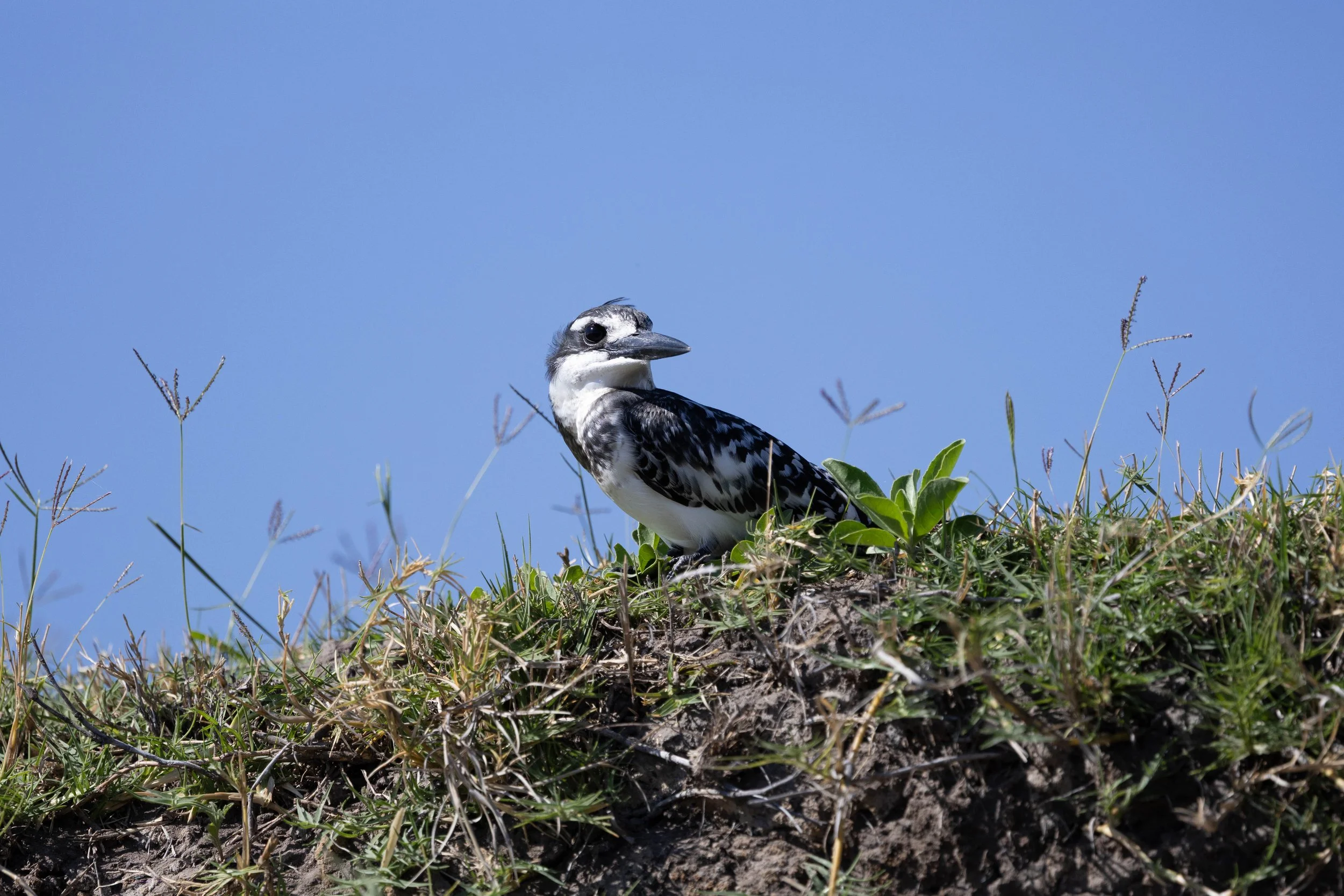 A bird, likely a pied kingfisher , perched on the ground surrounded by green grass and plants, with a clear blue sky in the background.