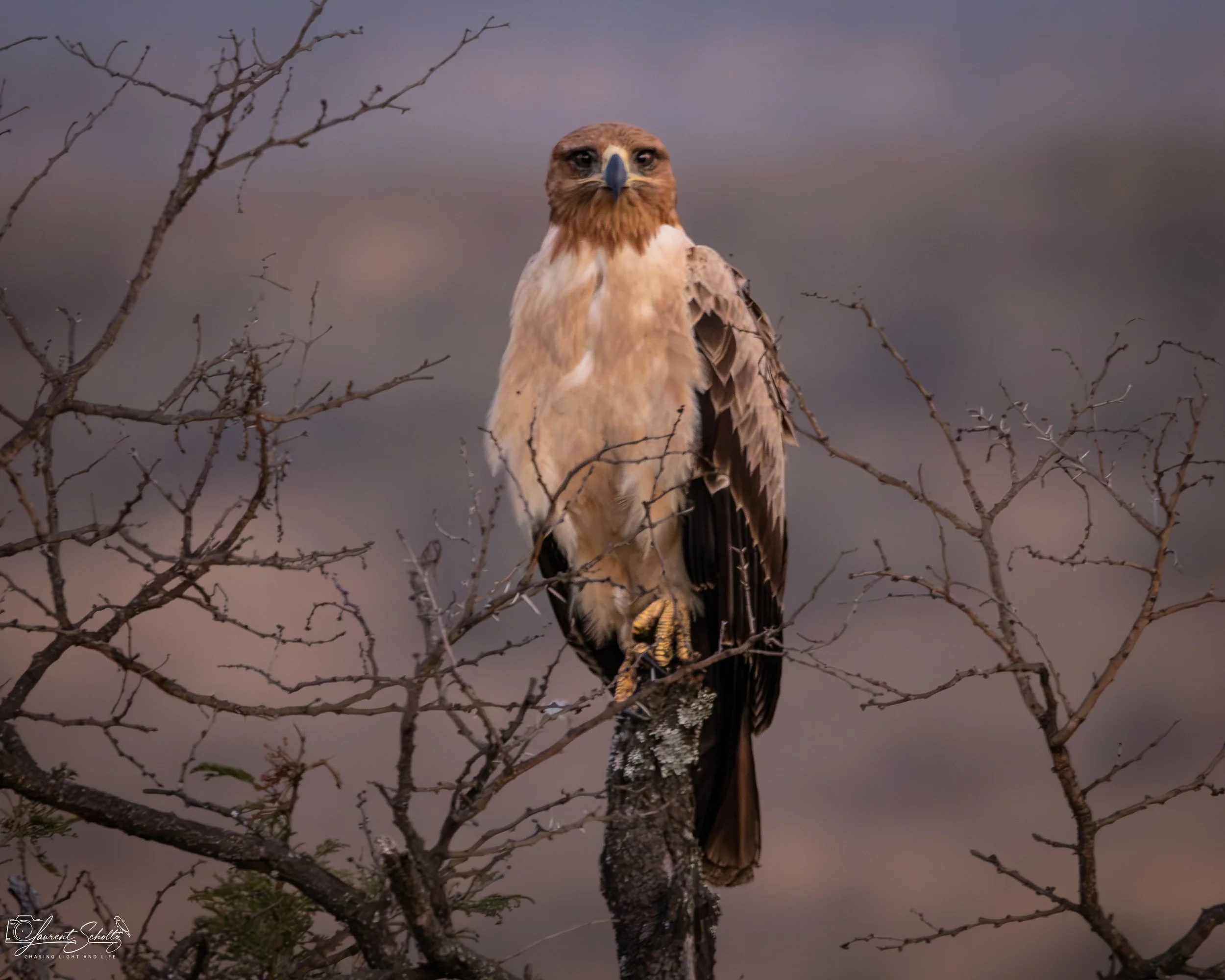 A bird of prey, likely a tawny eagle, perched on a branch of a leafless tree against a cloudy sky.