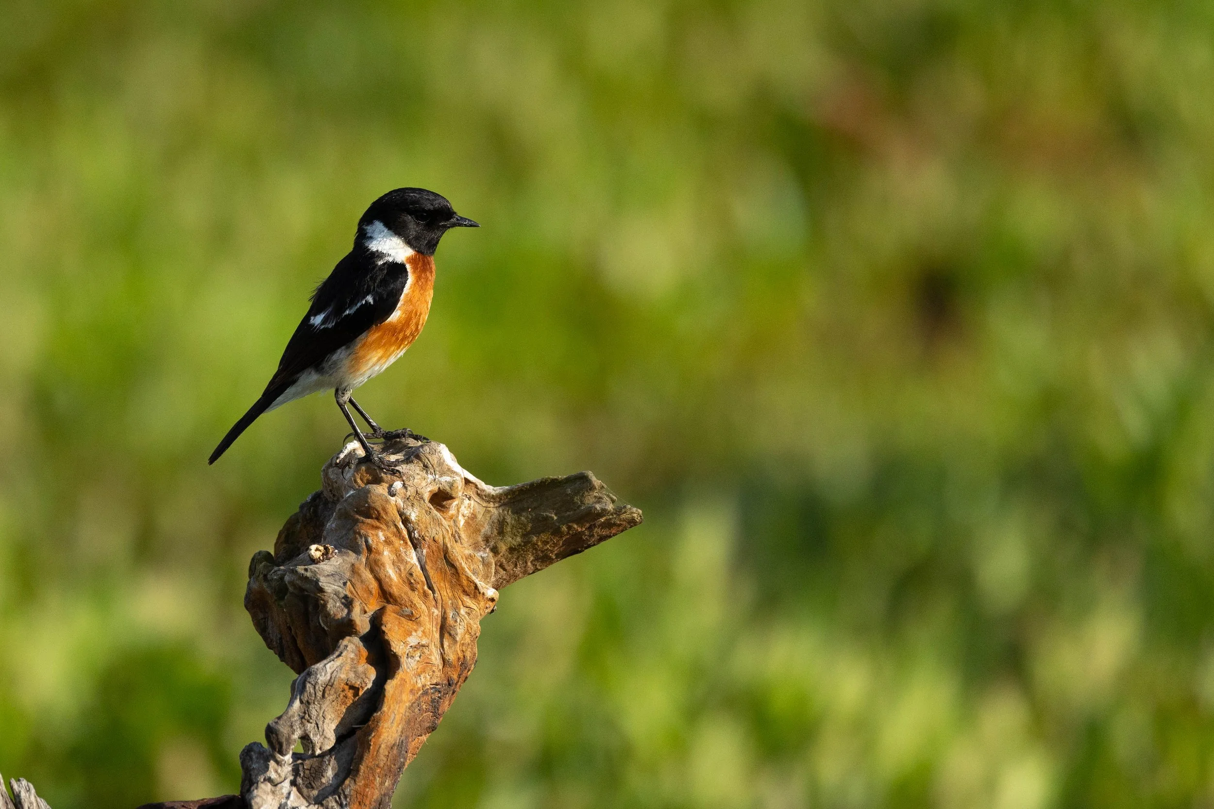 A small bird with black, white, and orange plumage perched on a gnarled, weathered branch against a blurred green background.
