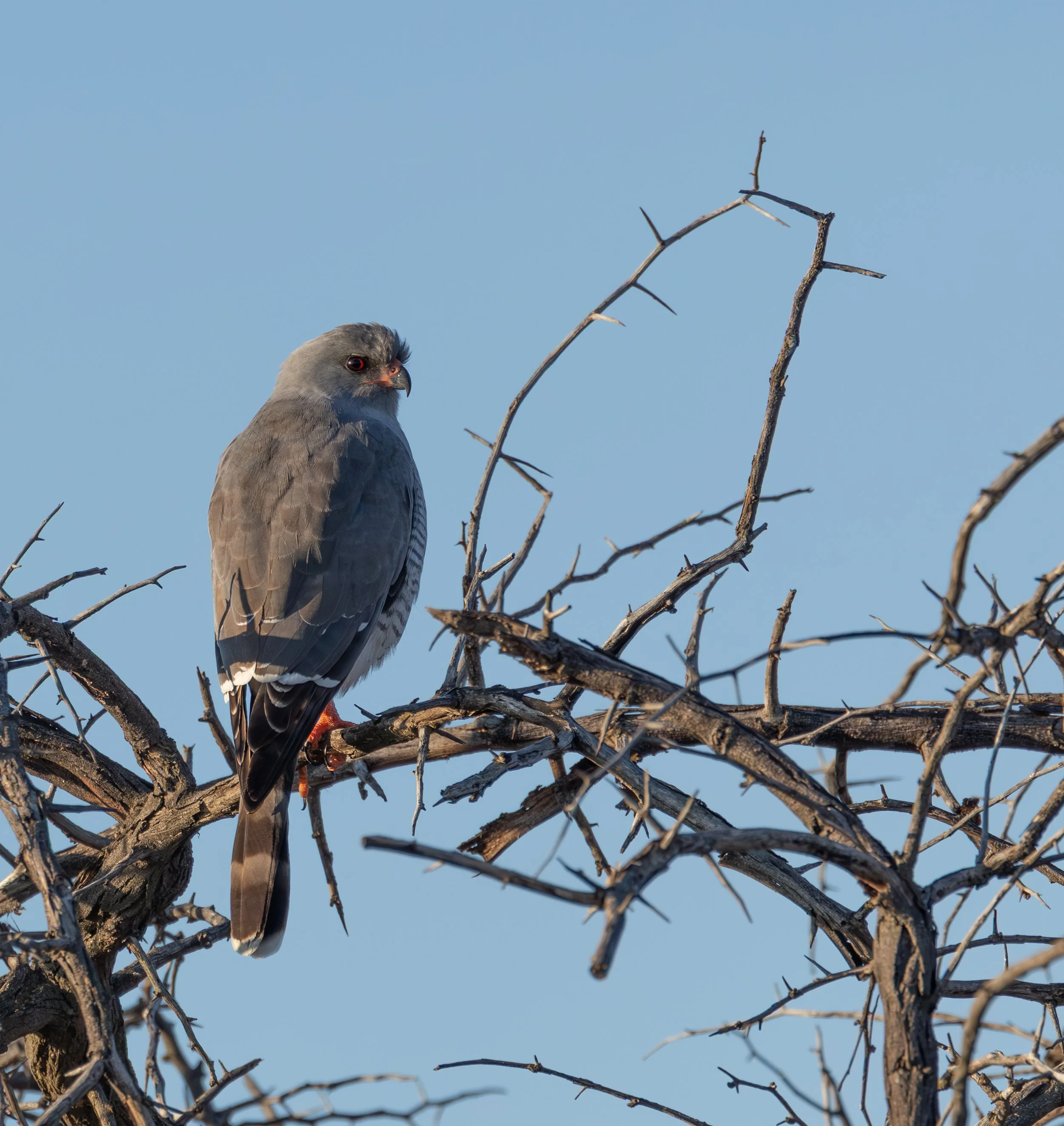 A small bird perches on a branch of a leafless tree against a clear blue sky.