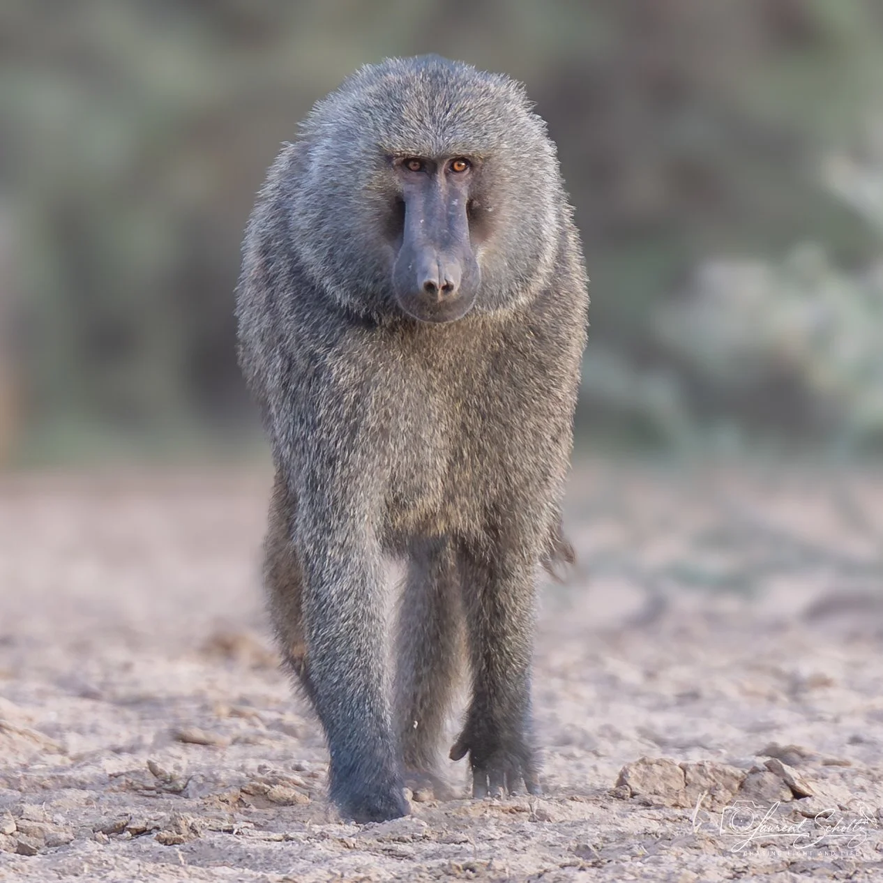 A baboon walking on rocky ground with a blurred natural background.