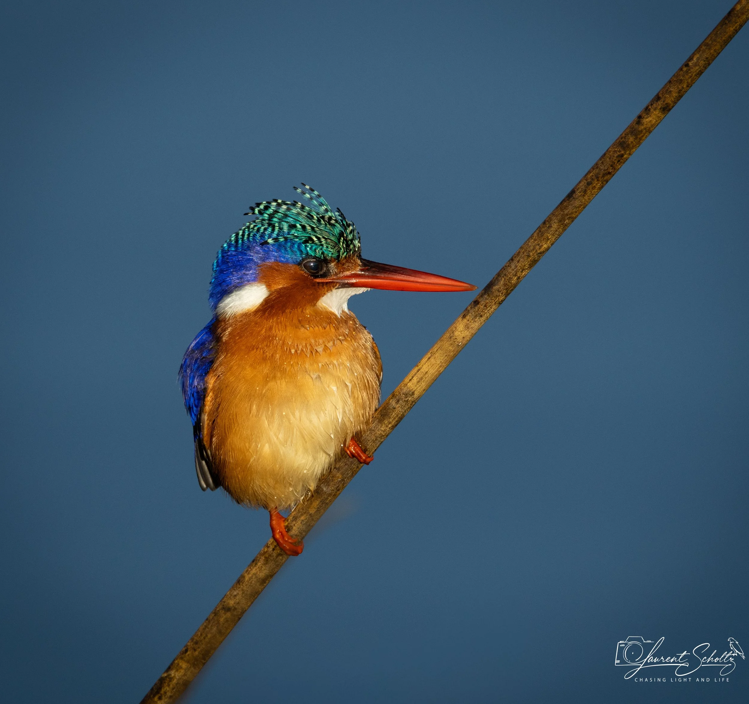 Close-up of a malachite kingfisher bird perched on a thin branch against a clear blue sky, showcasing vibrant blue, green, and orange feathers.