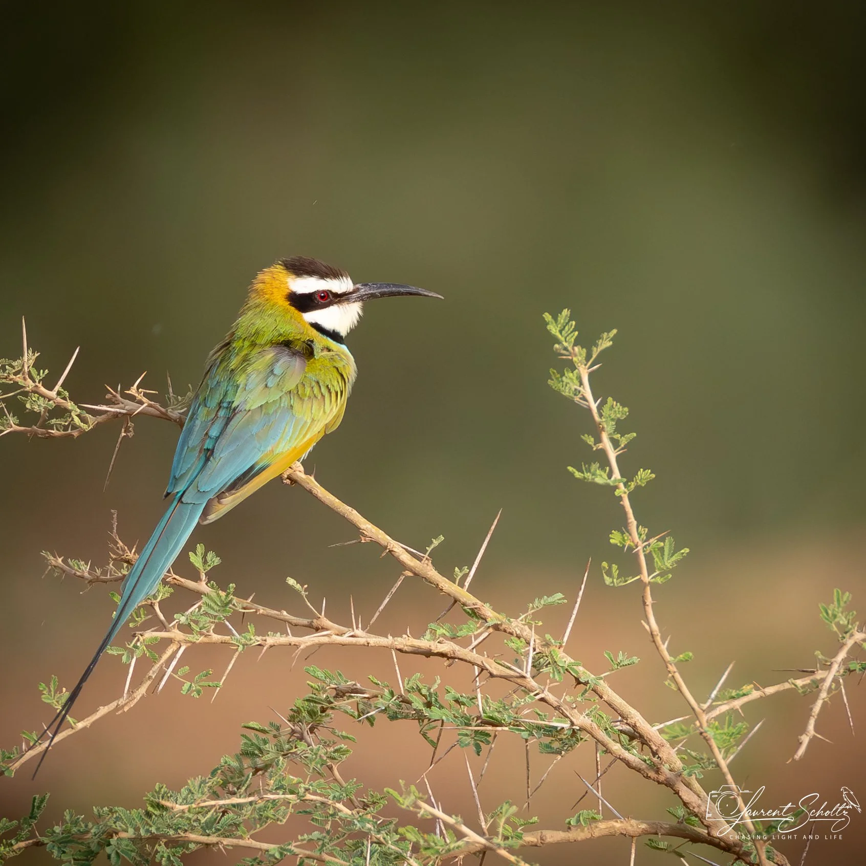 Colorful bird with bright green, blue, yellow, black, and white feathers perched on a thin branch with small leaves against a greenish blurred background.