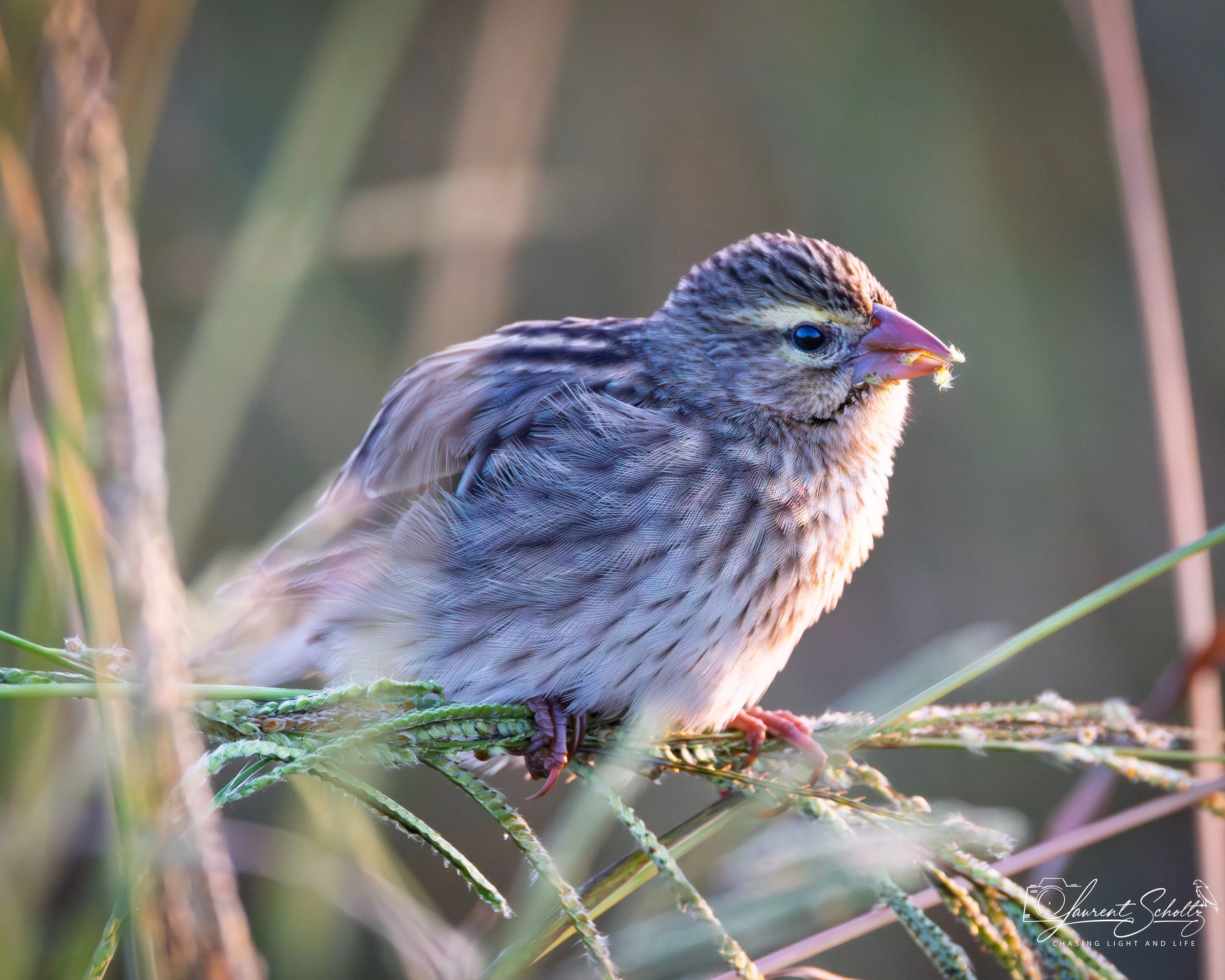 A small brown speckled bird with a pink beak sitting on a green plant stem, eating a seed.