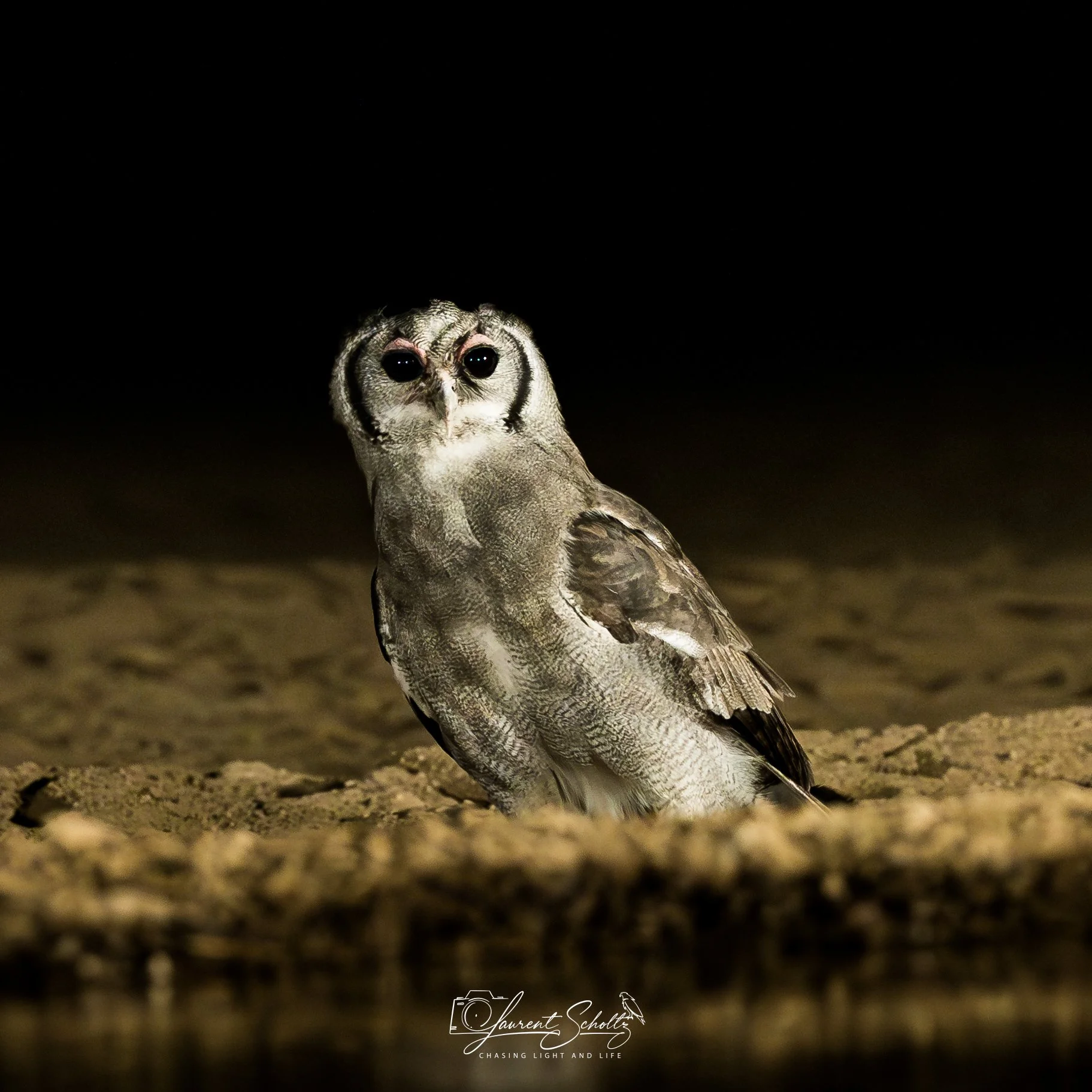 A detailed close-up photograph of an owl with large, dark eyes, standing on sandy ground at night, illuminated by a focused light source against a dark background.