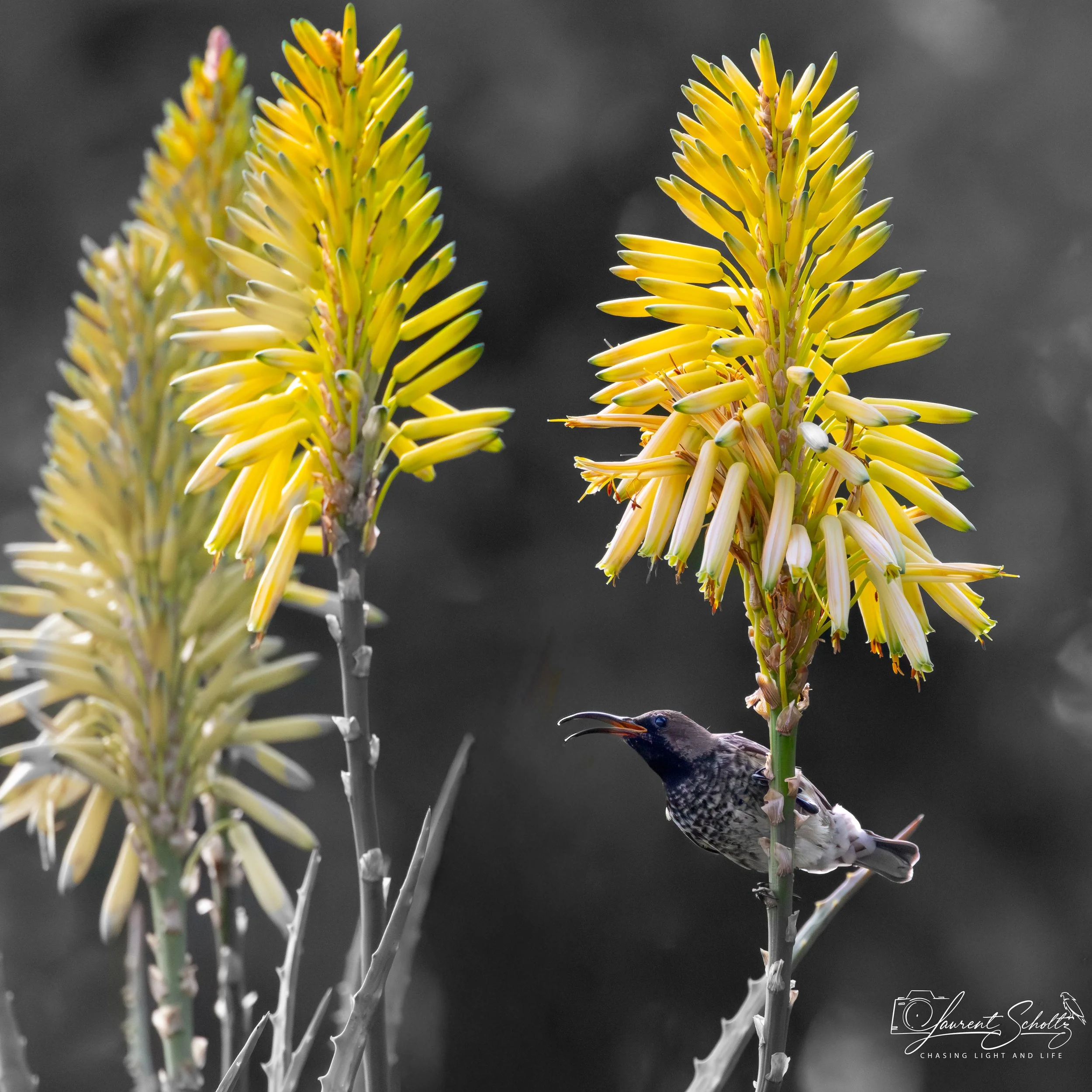 A close-up of yellow aloe flowers with green tips on the petals and a small bird with a black and white body and a red beak perched on a stem, set against a blurred gray background.