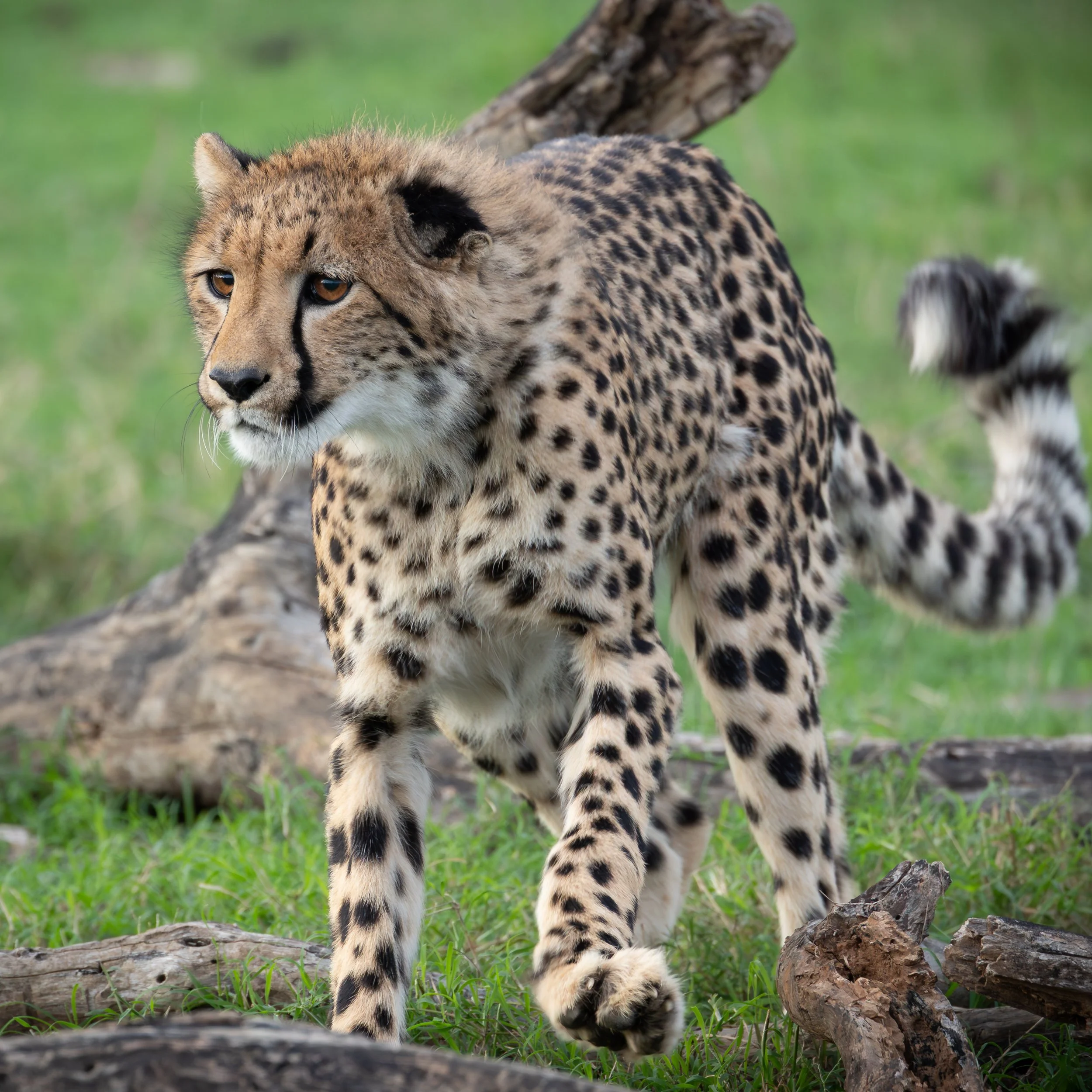 Young cheetah walking on green grass near fallen tree logs, with a blurred green background.