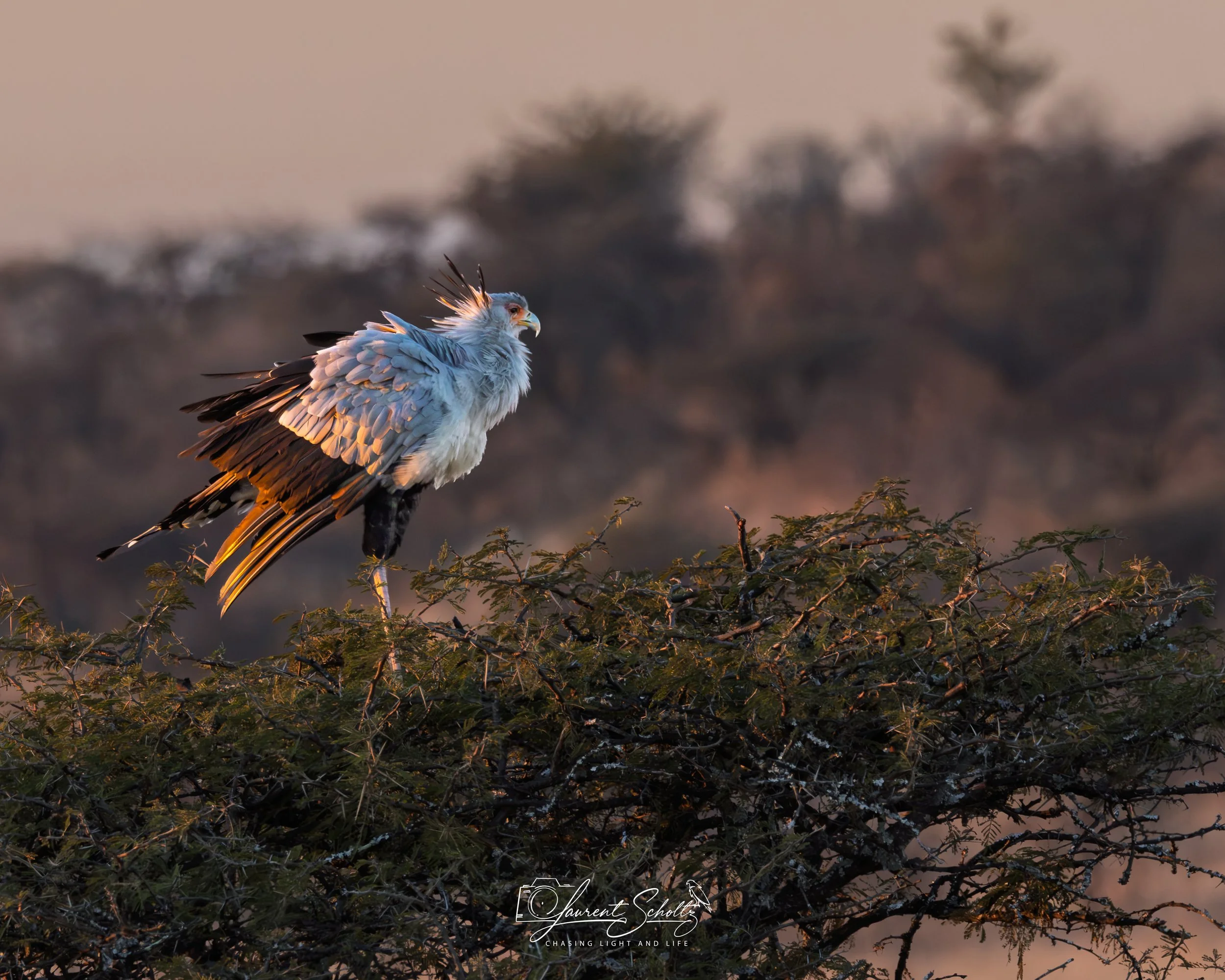 A majestic secretary bird, perched on a branch with a blurred landscape and trees in the background, captured during sunrise or sunset.