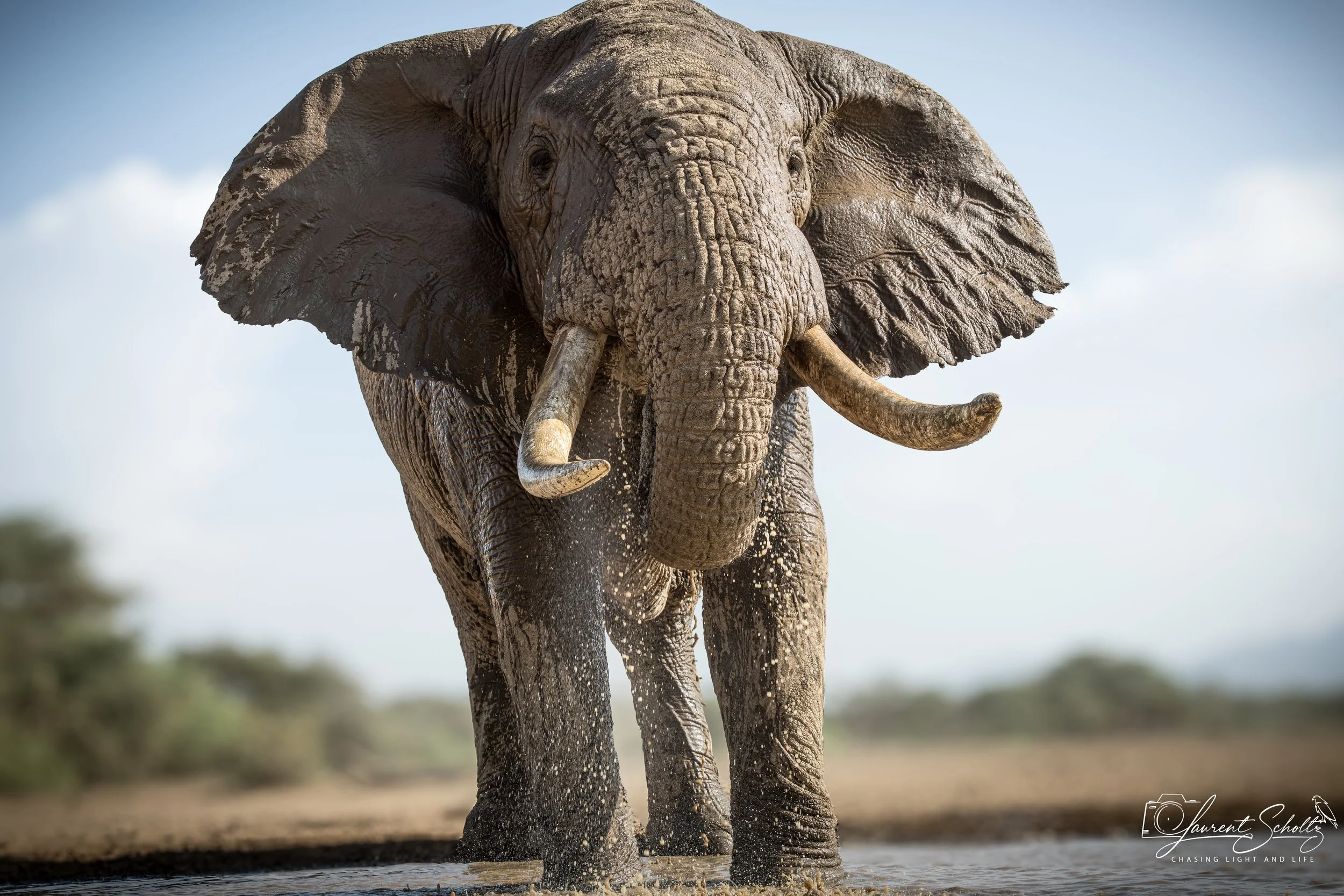 An elephant walking through water with a clear sky in the background.