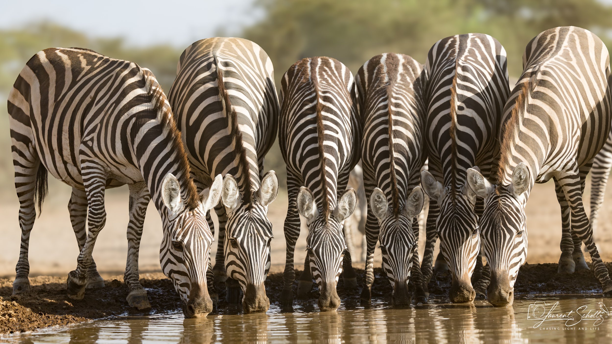 Group of adult and baby zebras drinking water from a muddy waterhole in the wild
