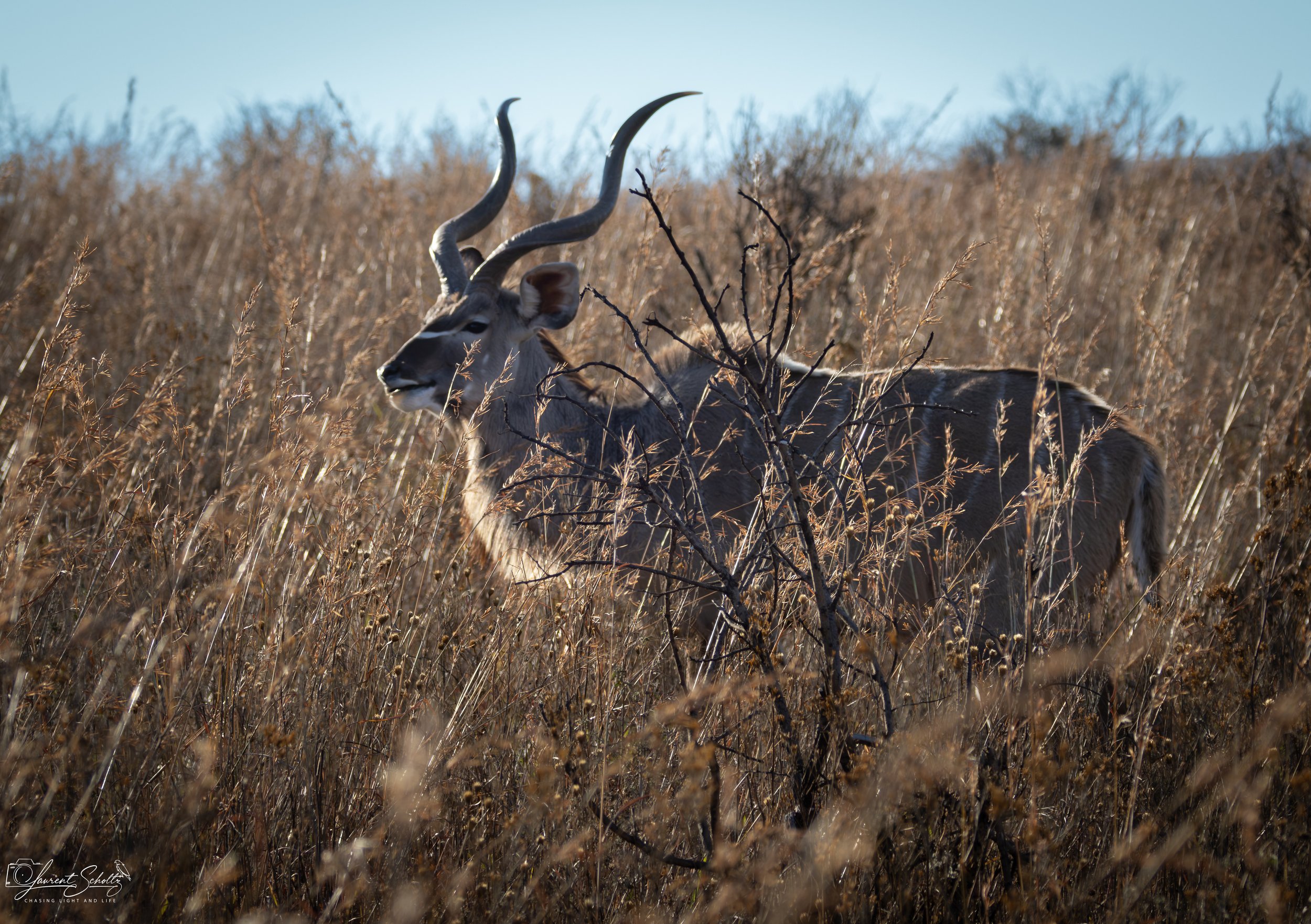 A kudu antelope with twisted horns standing in tall, dry grass in a savannah landscape.