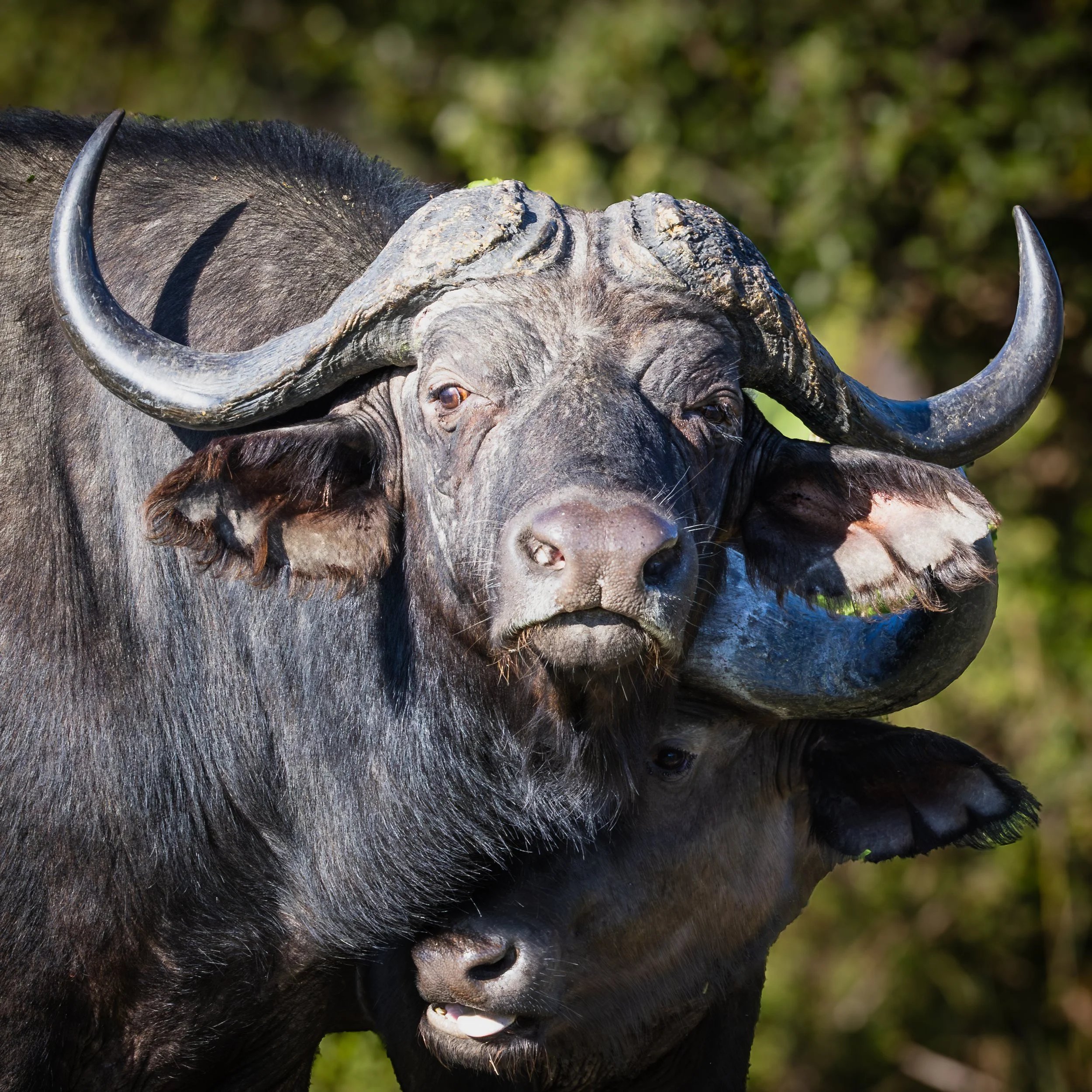 Close-up of a black buffalo with curved horns and textured skin, with green blurred background.