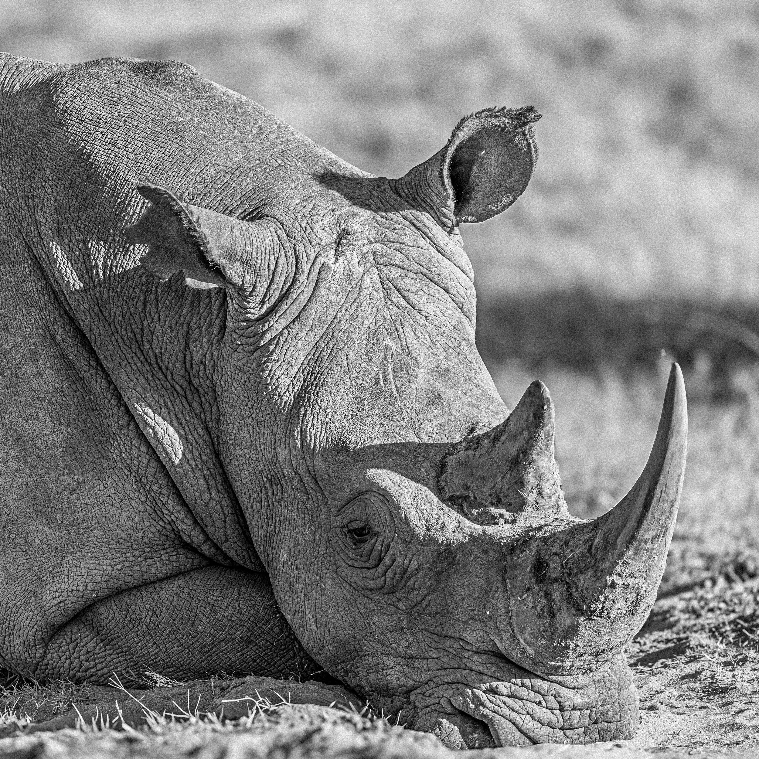 A black and white photo of a resting rhino on the ground, focusing on its head, trunk, and ear.
