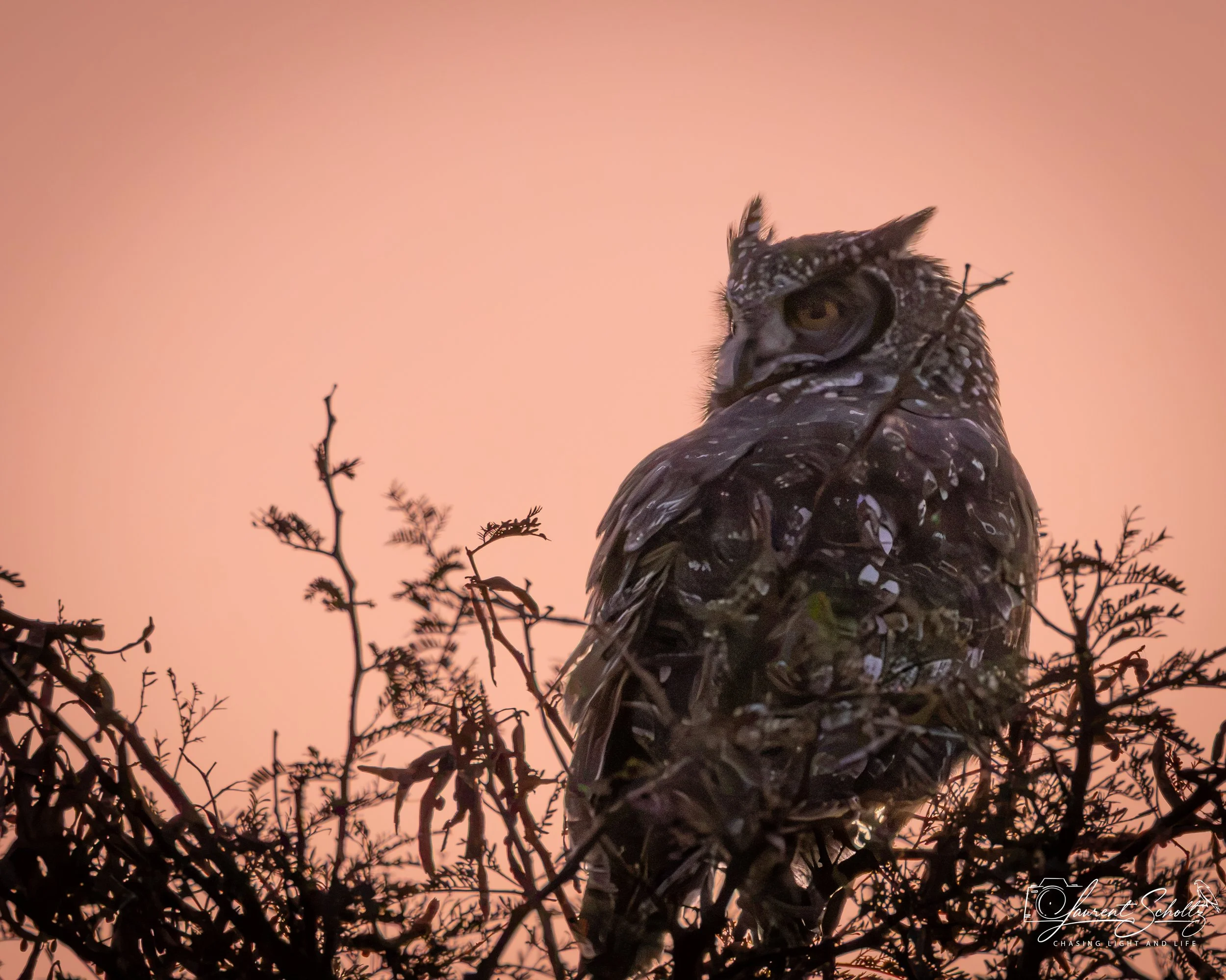 A close-up photo of an owl perched on a branch with small twigs and leaves, with a soft pink and orange sky in the background.