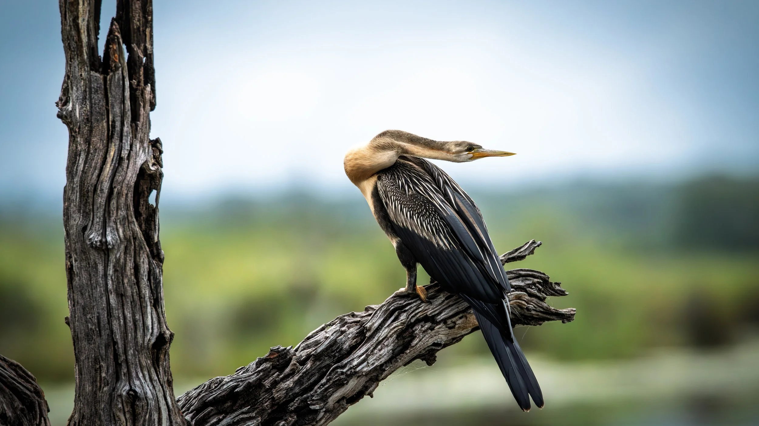 A darter bird perched on a dead tree branch with a blurred landscape background.