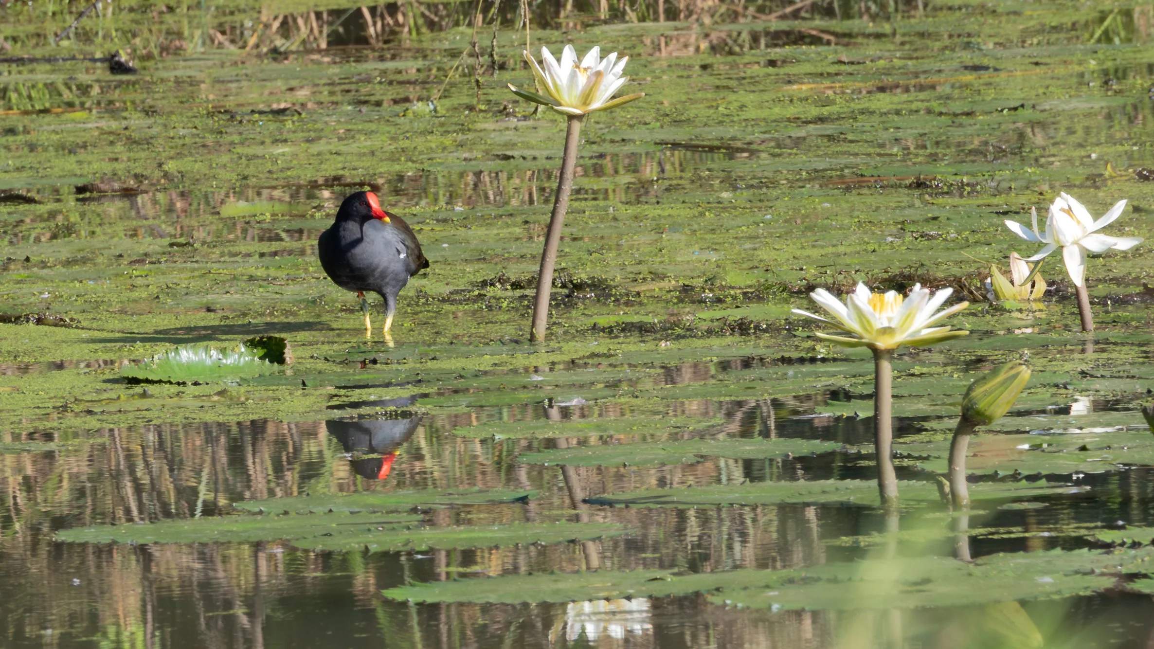 A wetland scene with a knob bill with a red beak standing among blooming white water lilies and floating green vegetation.