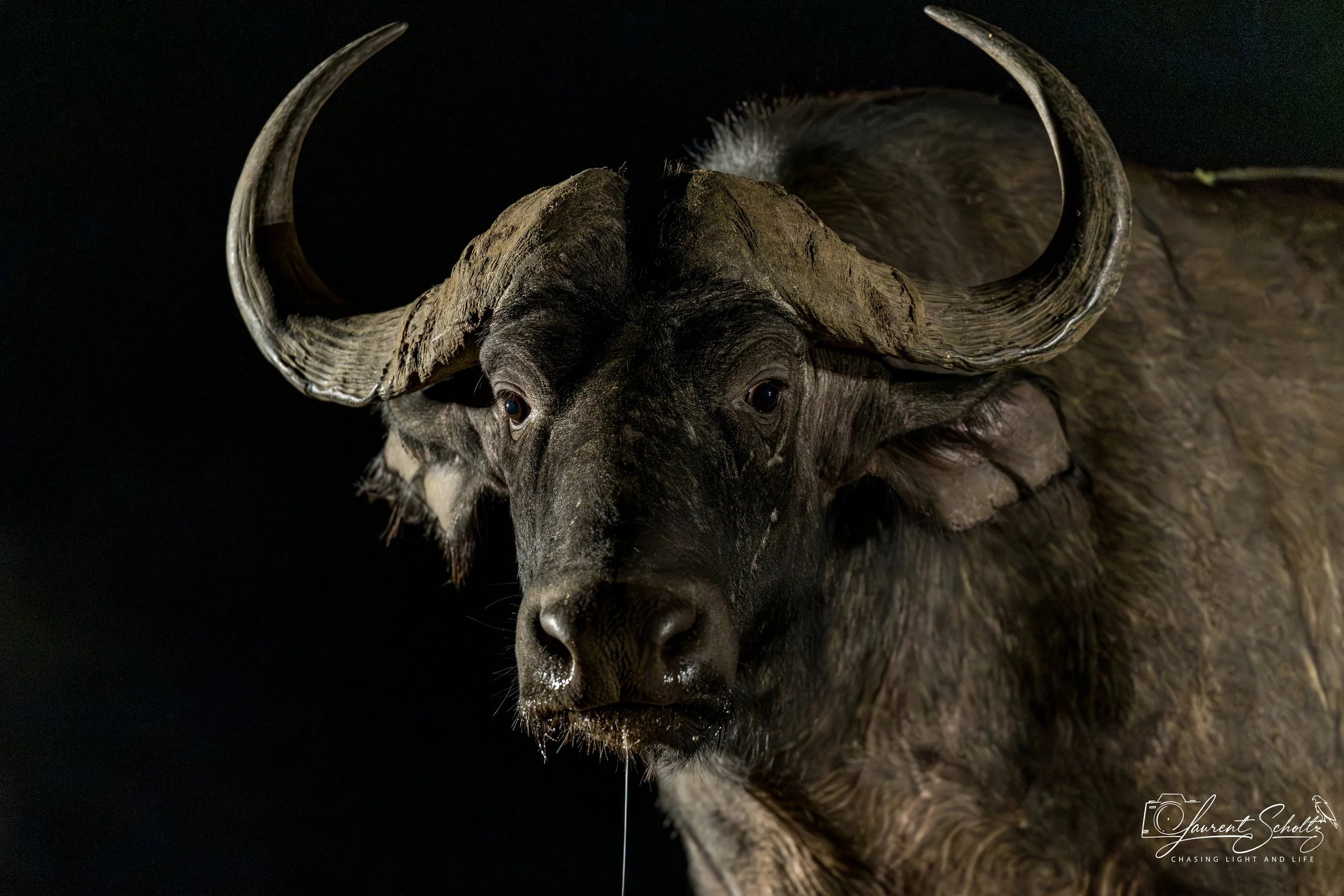 Close-up of a buffalo's head and horns against a dark background.