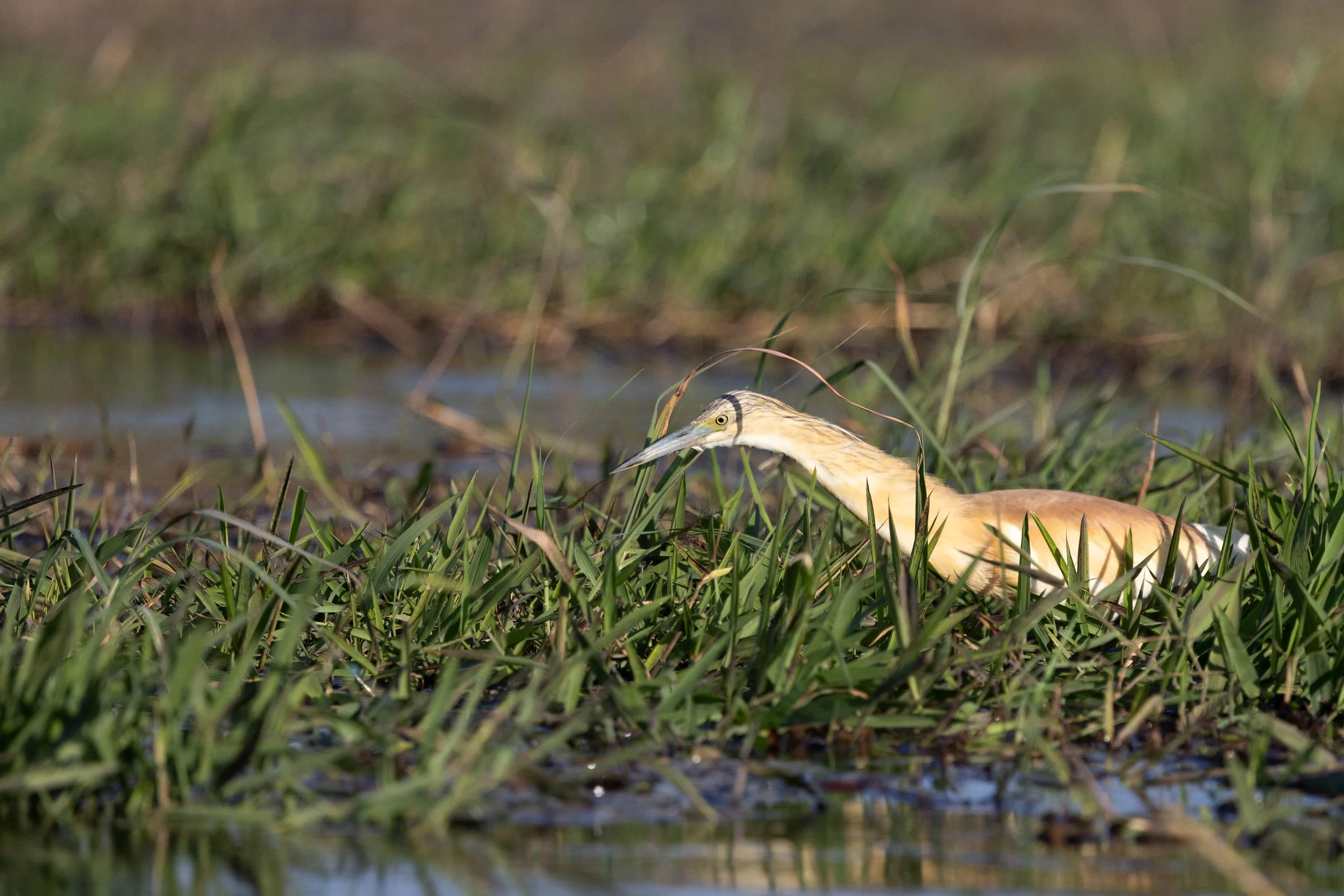 A heron standing in shallow water among green grass and reeds.