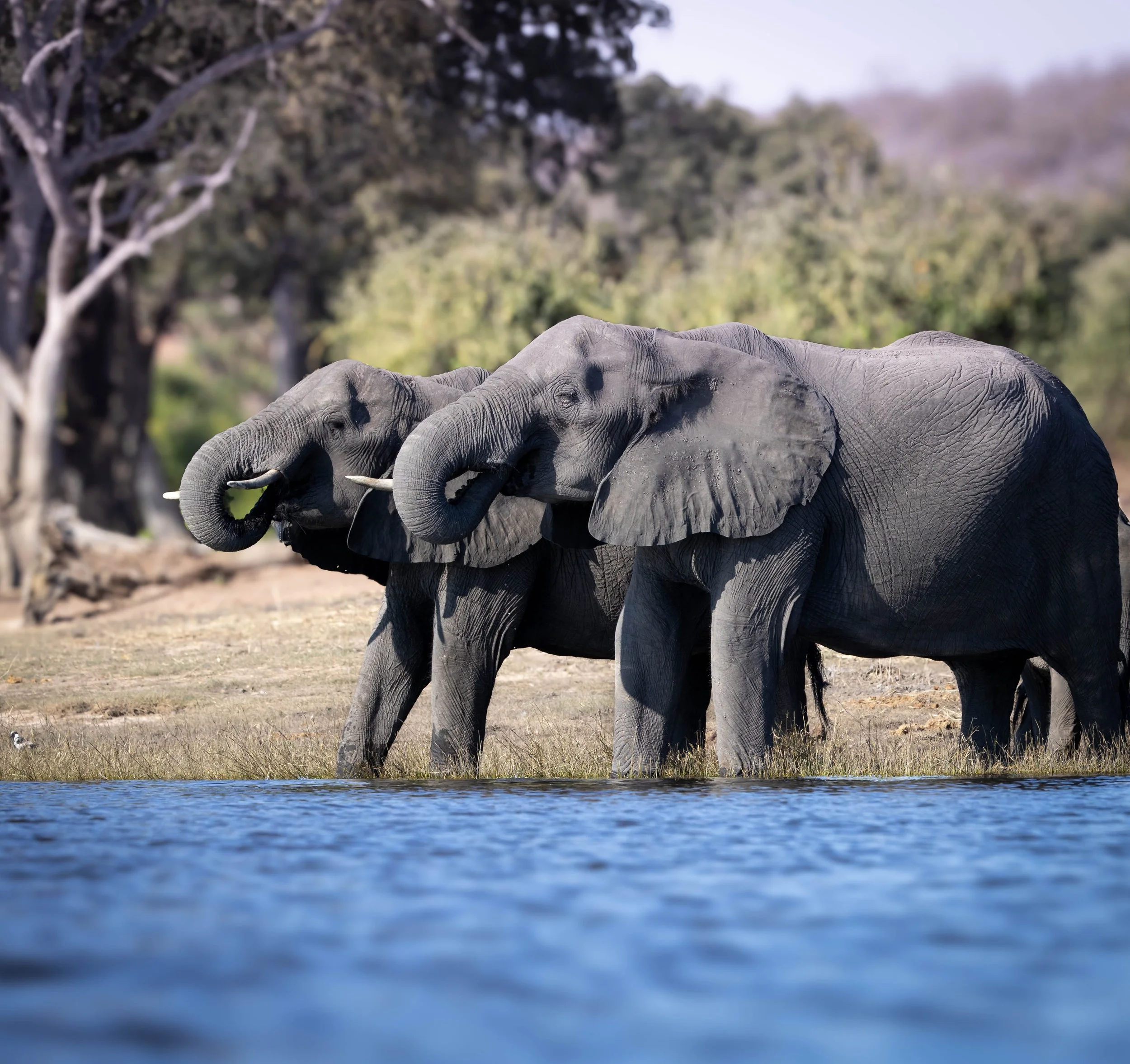 A large gray elephant standing near a body of water with trees and bushes in the background.