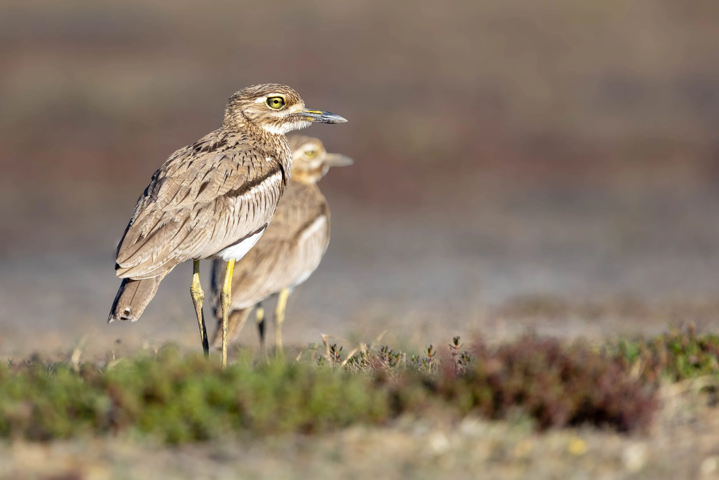 Group of three brownish birds with yellow eye rings and black and white tail feathers standing on a patch of ground with small green and purple plants.
