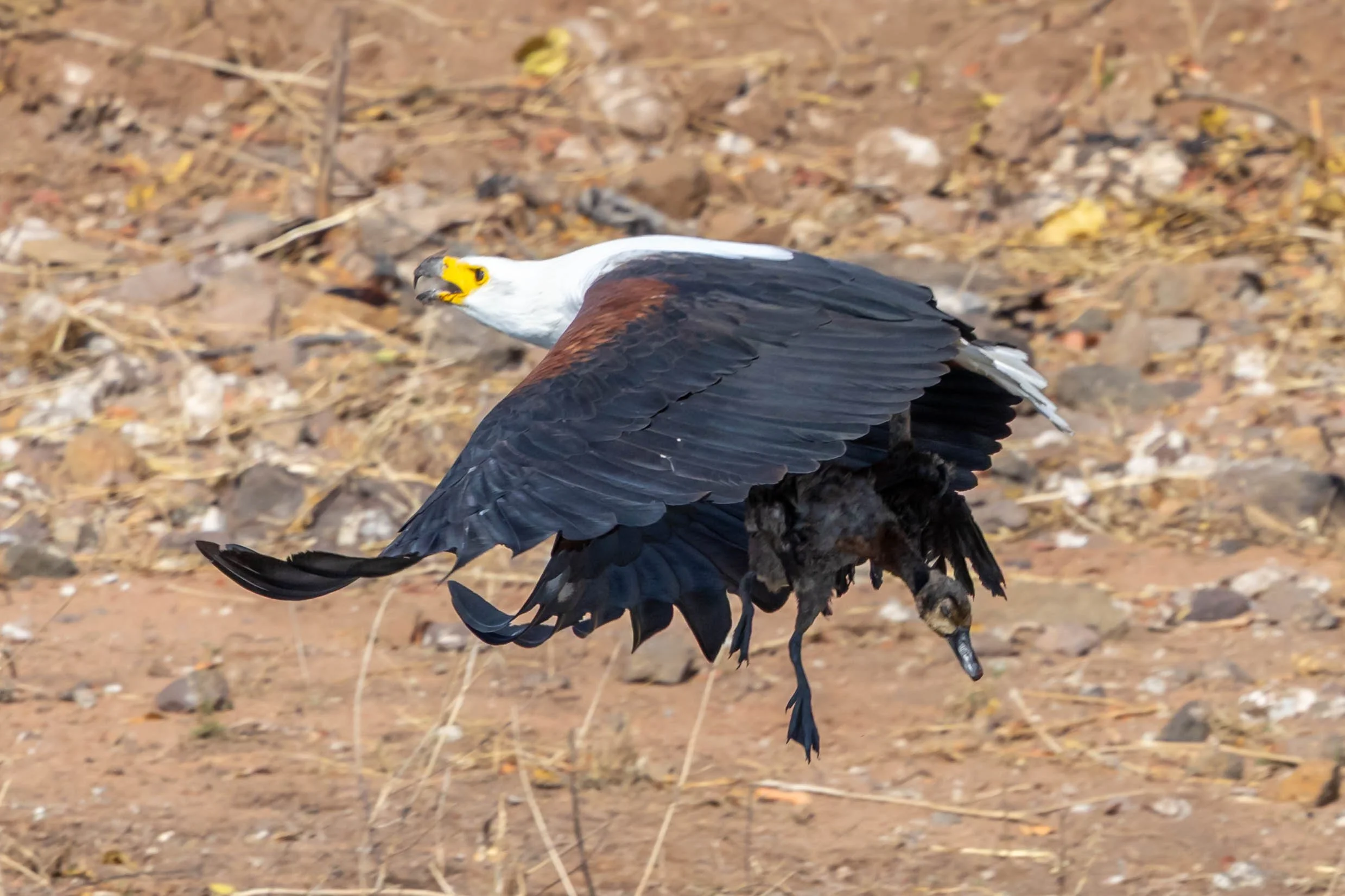 A fish eagle with a yellow face, white head, and dark brown and black wings flying close to the ground covered in dirt and small rocks.