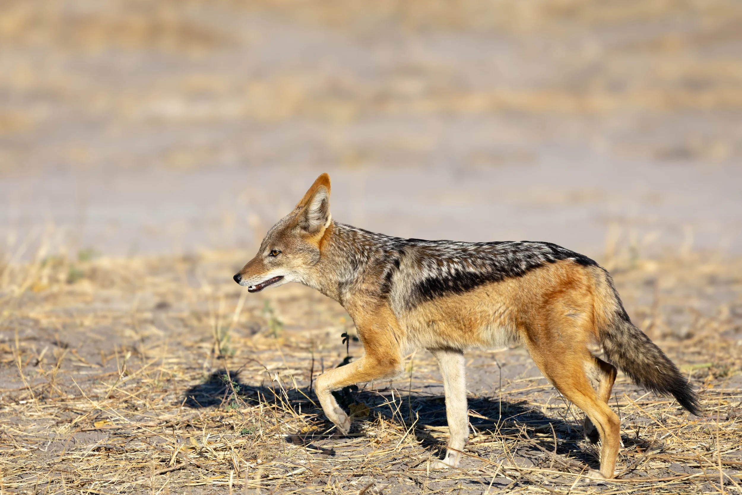 A black backed jackal walking on dry, grassy terrain with a blurred background.