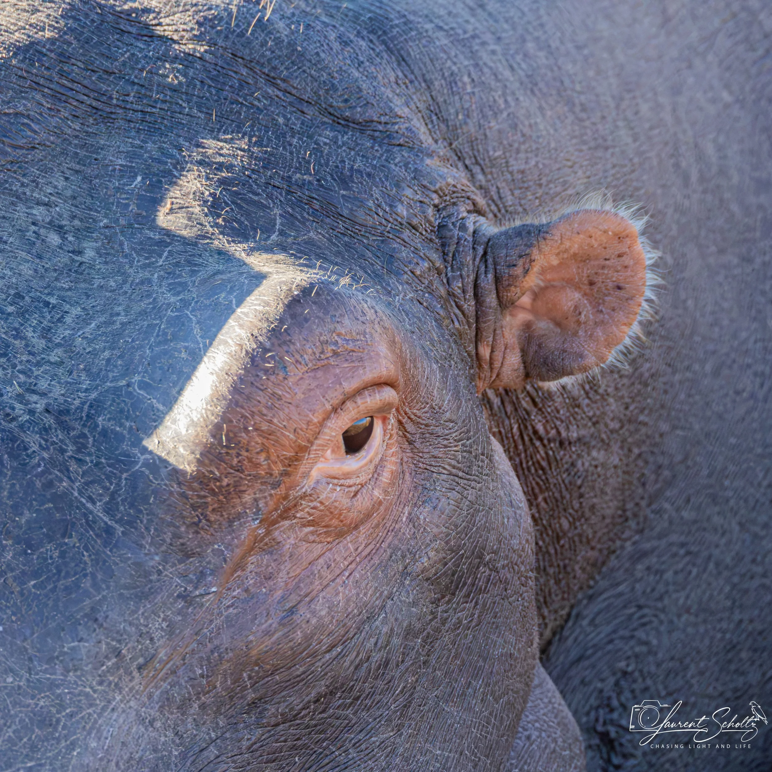 Close-up of a hippo's eye, showing the textured skin, eyelashes, and surrounding area.