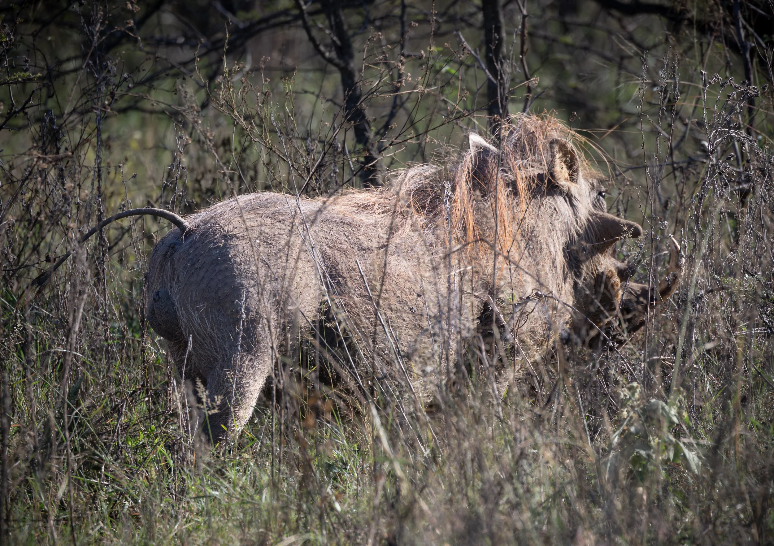 A big male warthog  through tall dry grass and shrubs in a natural landscape.