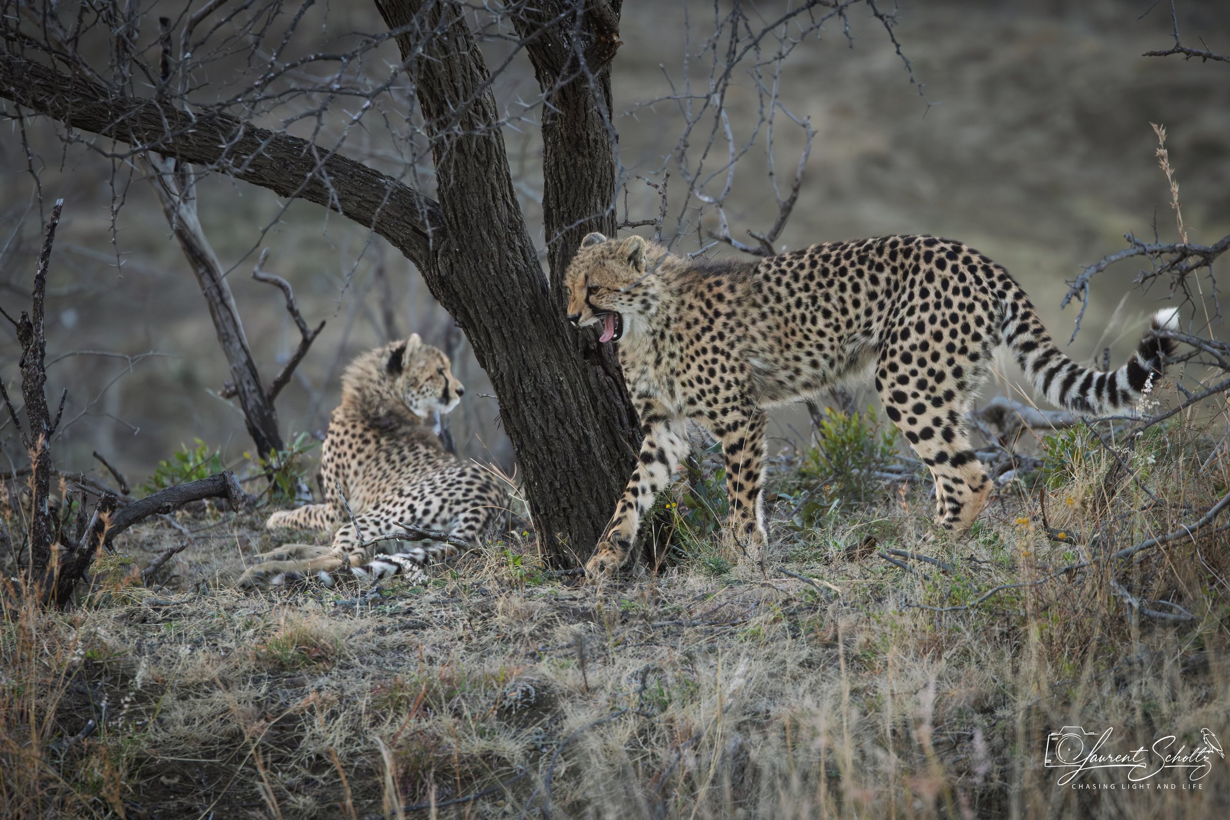 Three cheetahs in dry grassland near a tree with thorny branches.
