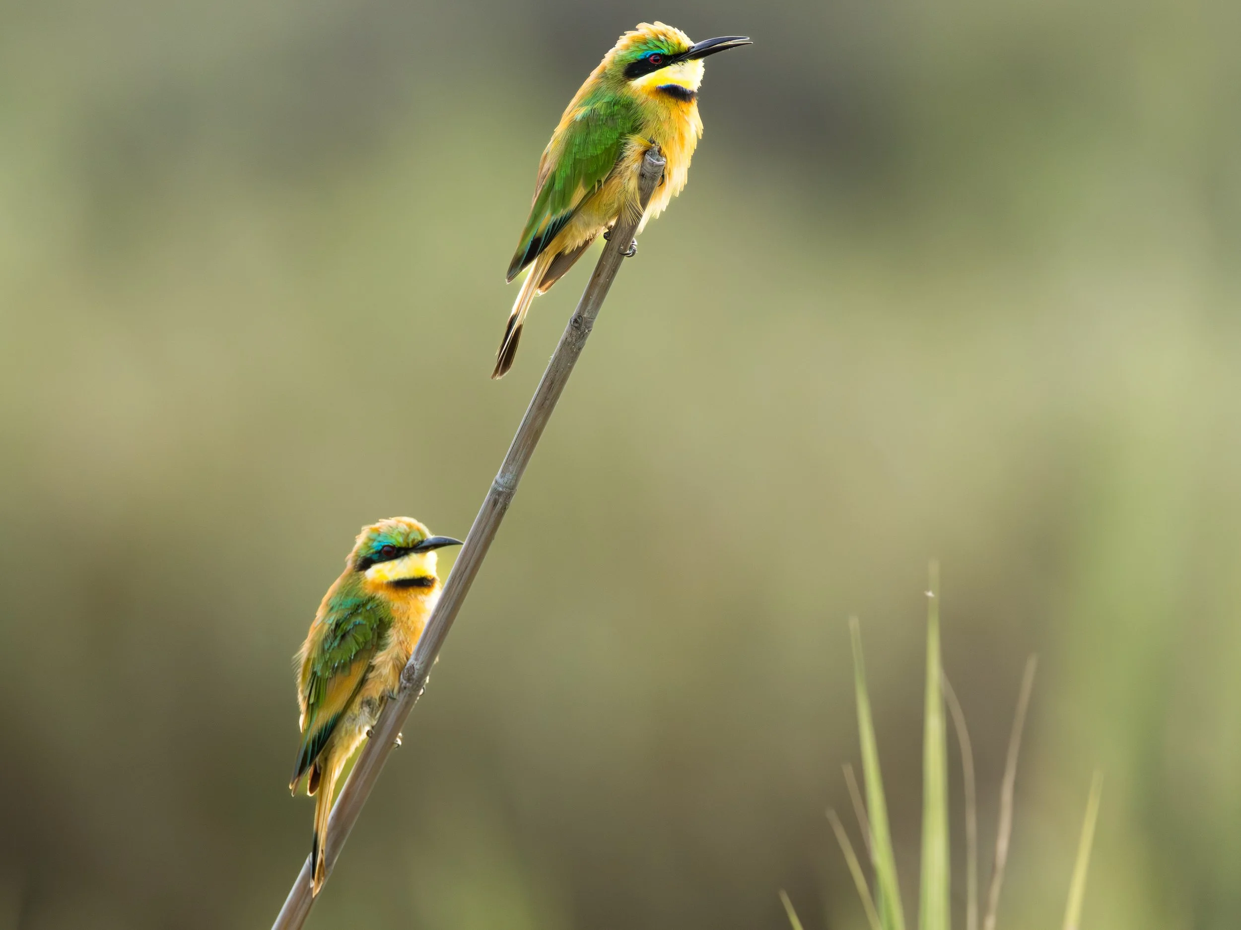 A colorful bird with green, yellow, and black feathers perched on a thin twig, with blurred green and beige background.